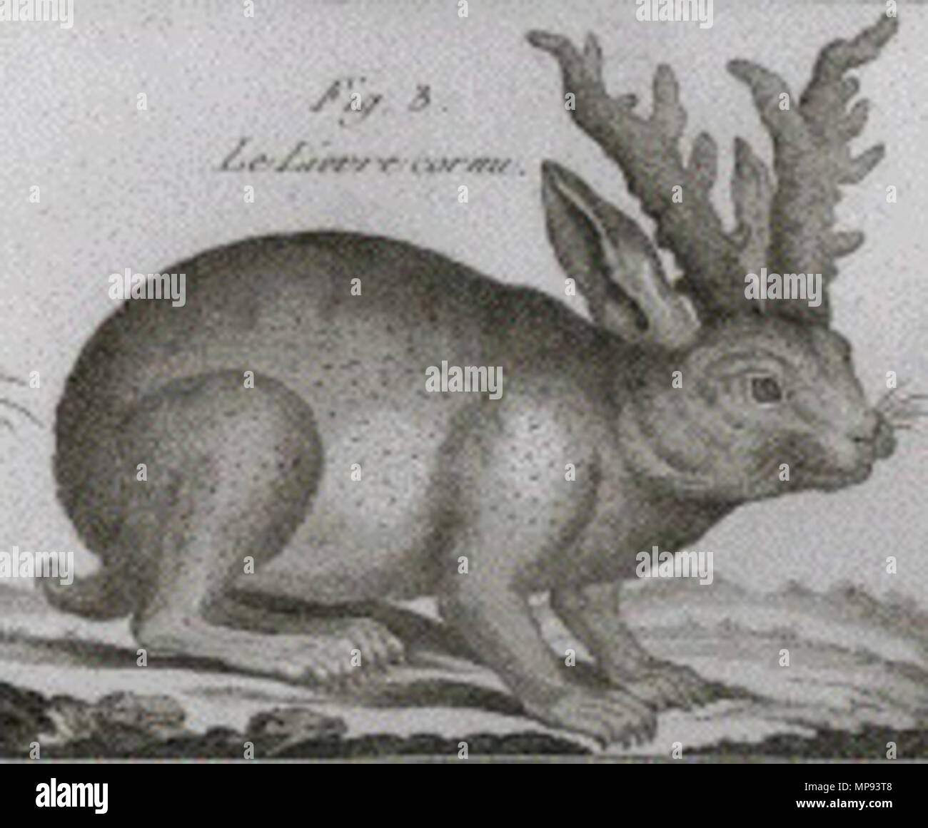 . Bild von einem Kaninchen mit Hörnern (Lepus Dais) von Bonnaterre's Tableau Encyclopedique et Methodique, 1789. 18. Robert Bénard (1734 - nach 1777) 806 Lepus (altgr. Stockfoto