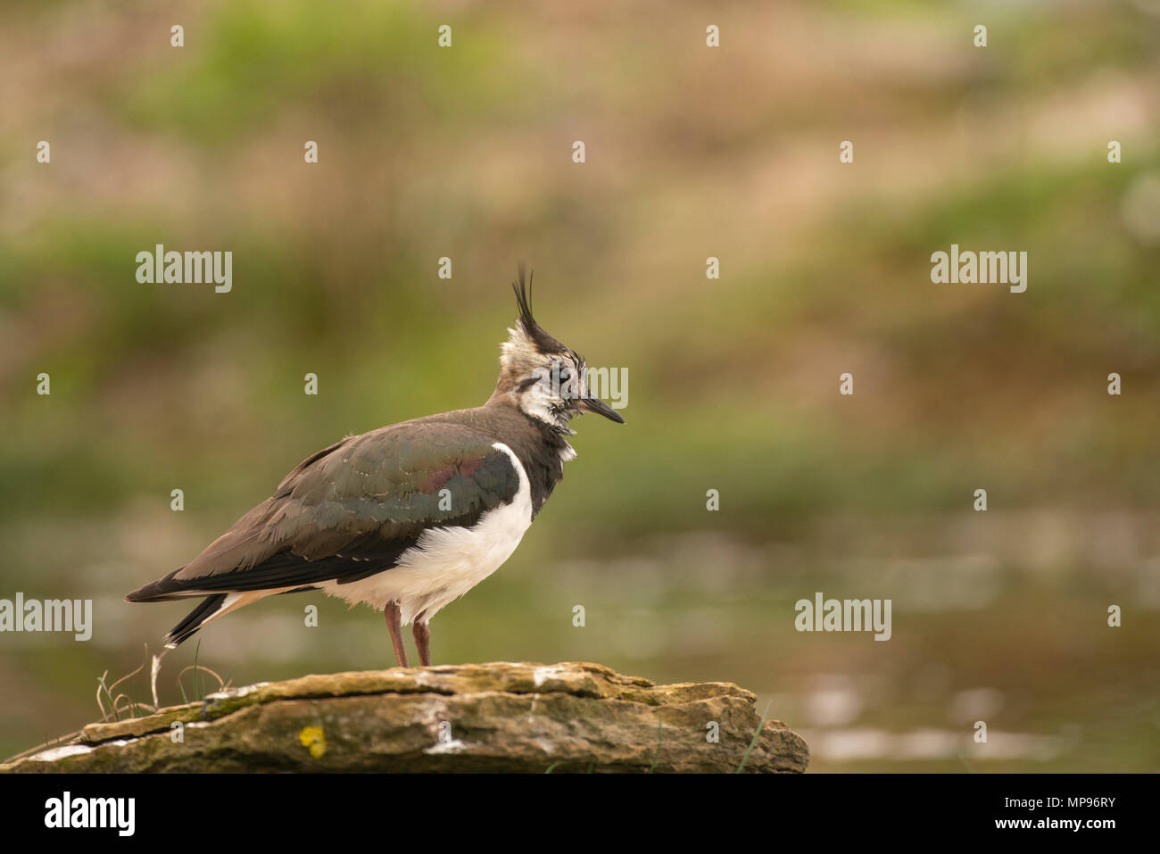 Northern Kiebitz, Vanellus vanellus, in der flachen Kante von aScottish Loch Stockfoto