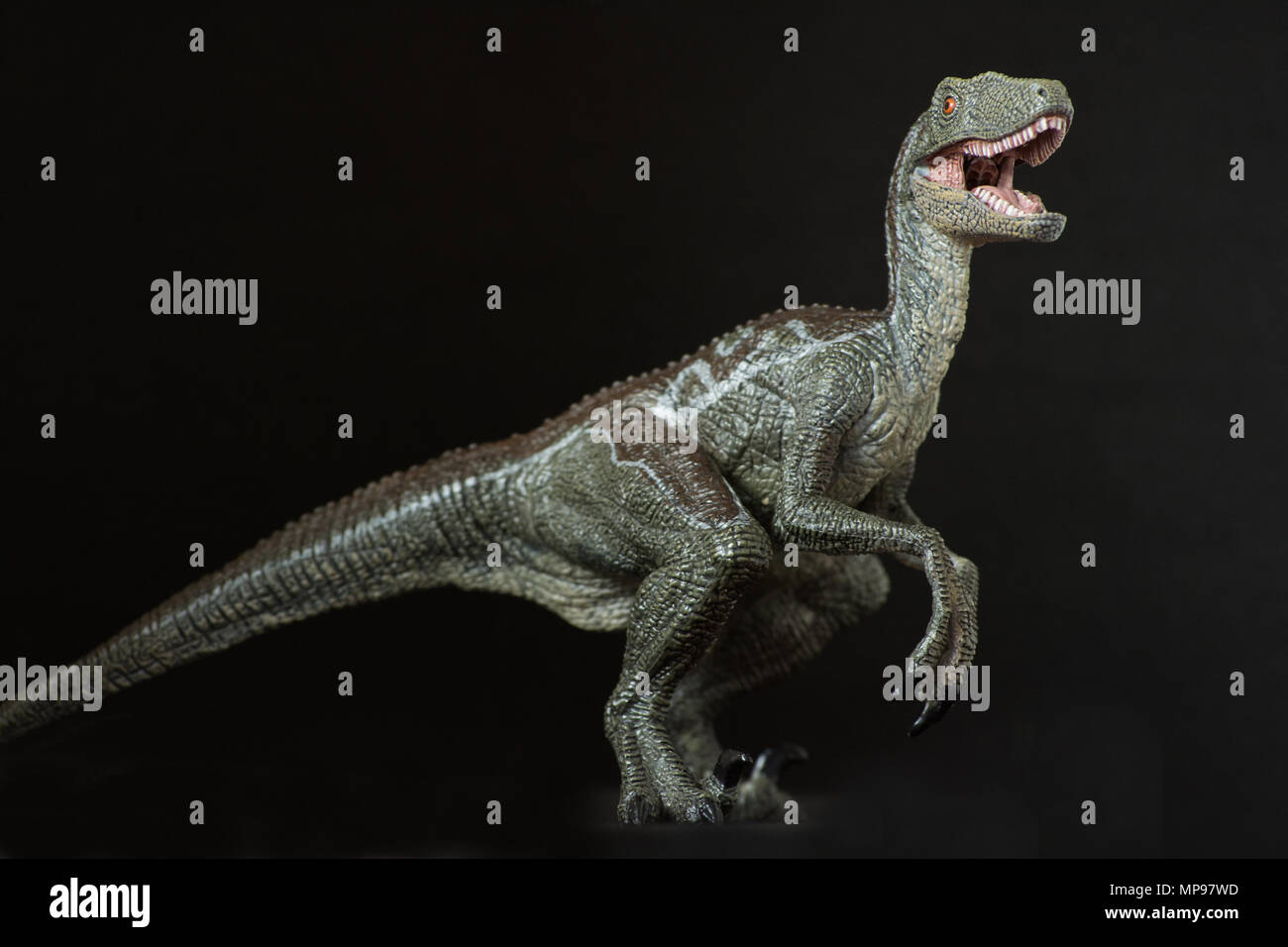 Velociraptor auf schwarzem Hintergrund Stockfoto