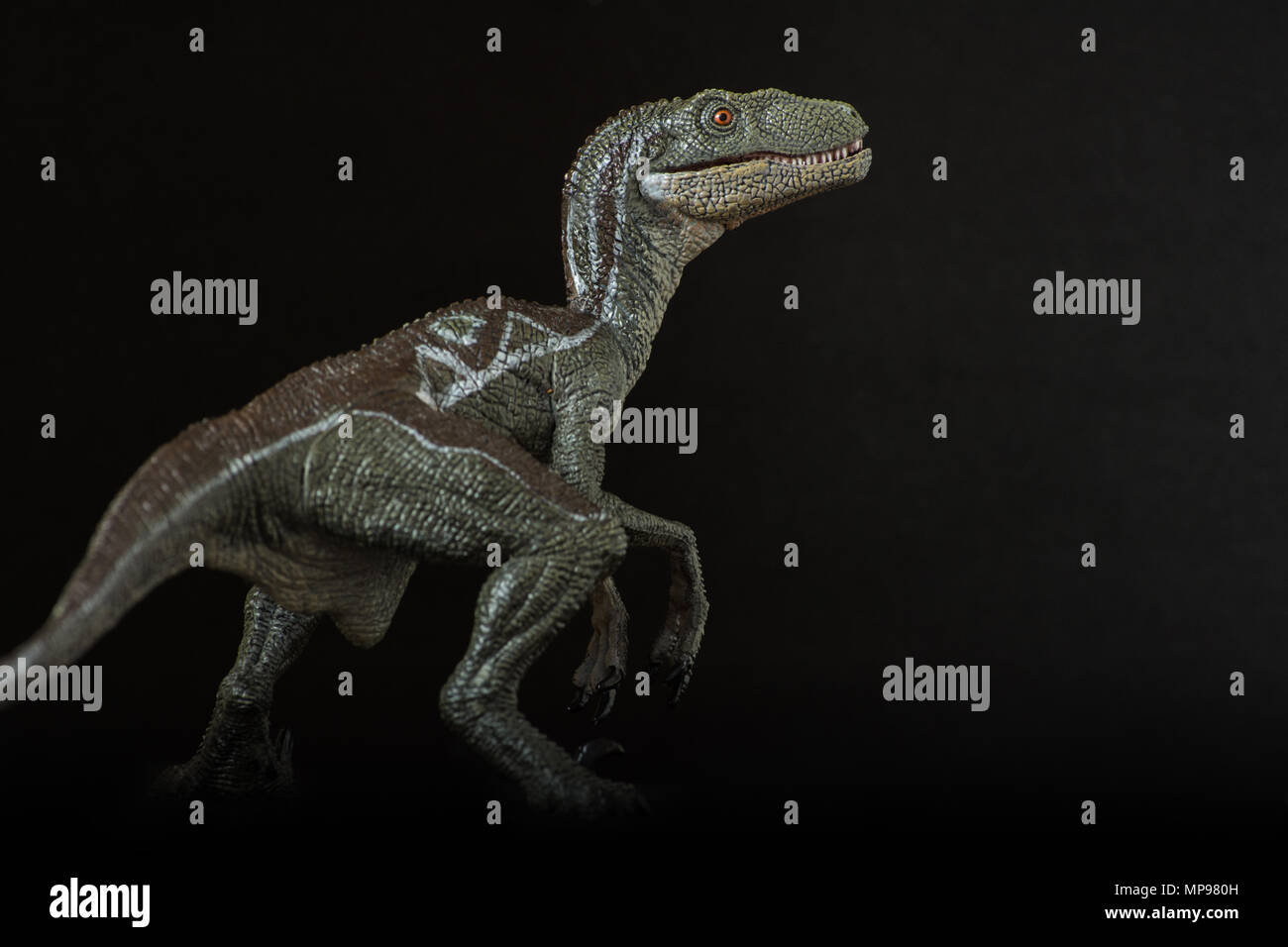 Velociraptor auf schwarzem Hintergrund Stockfoto
