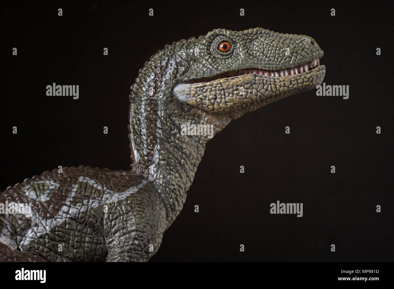 Velociraptor auf schwarzem Hintergrund Stockfoto