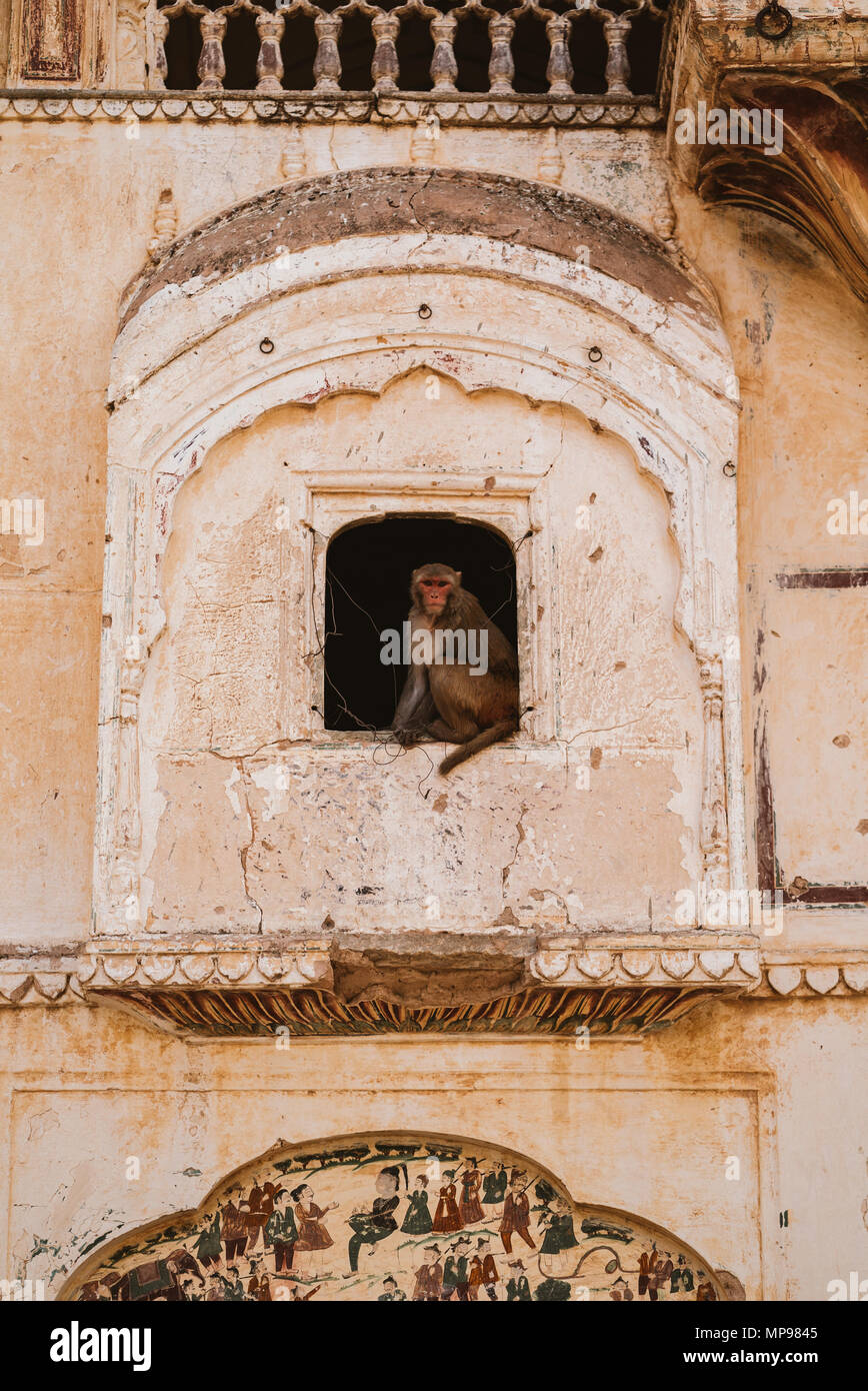Besuchen Galta Ji, Monkey Tempel in Jaipur, Indien Stockfoto