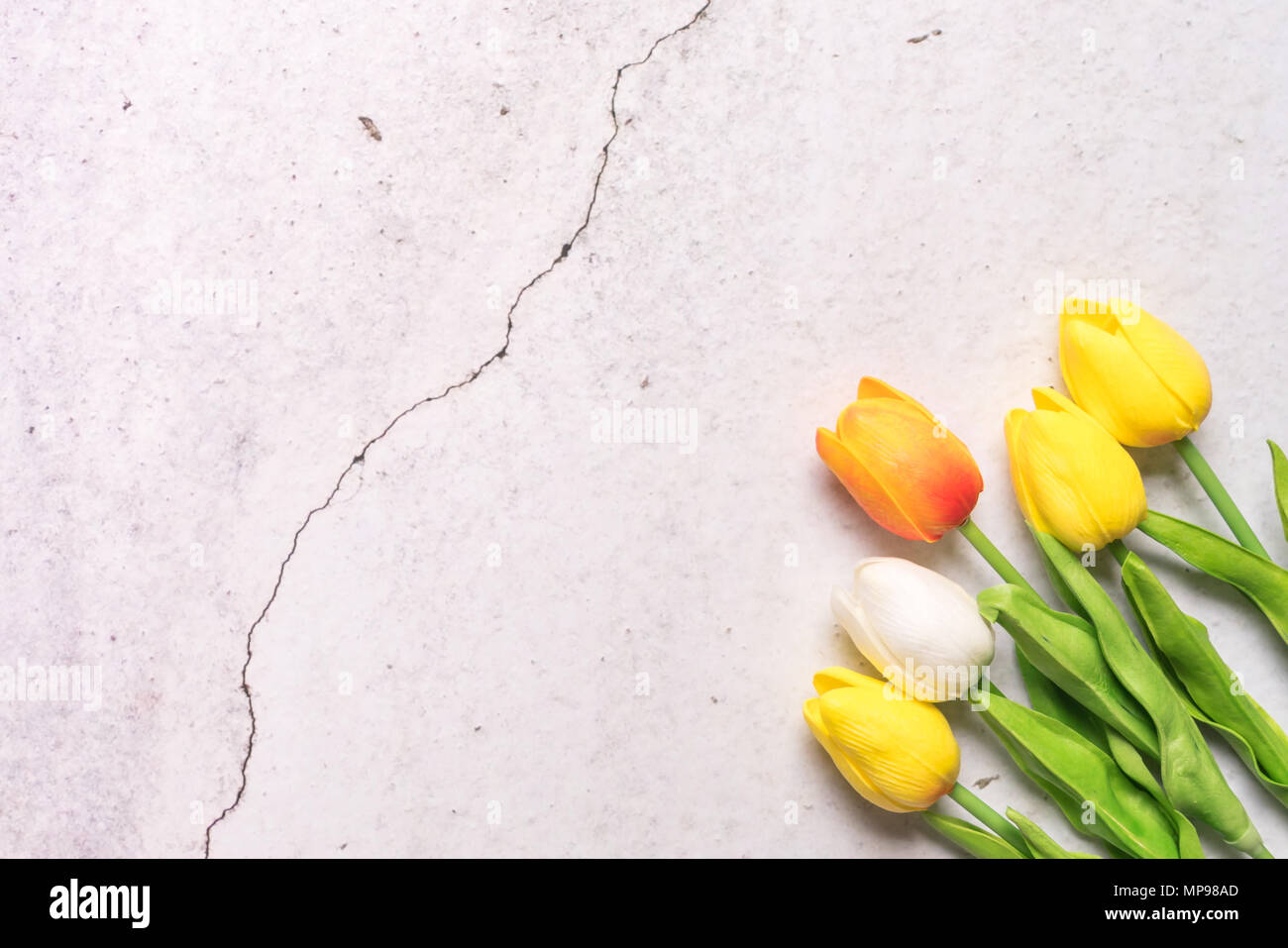 Tulpe Blume auf dem Riss Weißzement Frühling Hintergrund Konzept Stockfoto