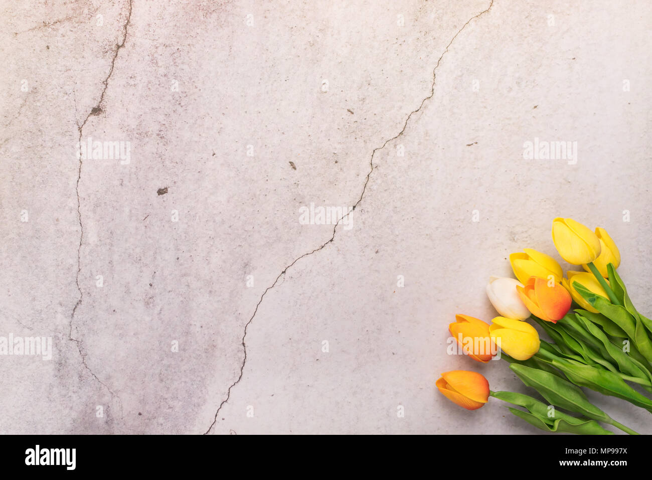 Tulpe Blume mit crack Weißzement Hintergrund Frühling Konzept Stockfoto
