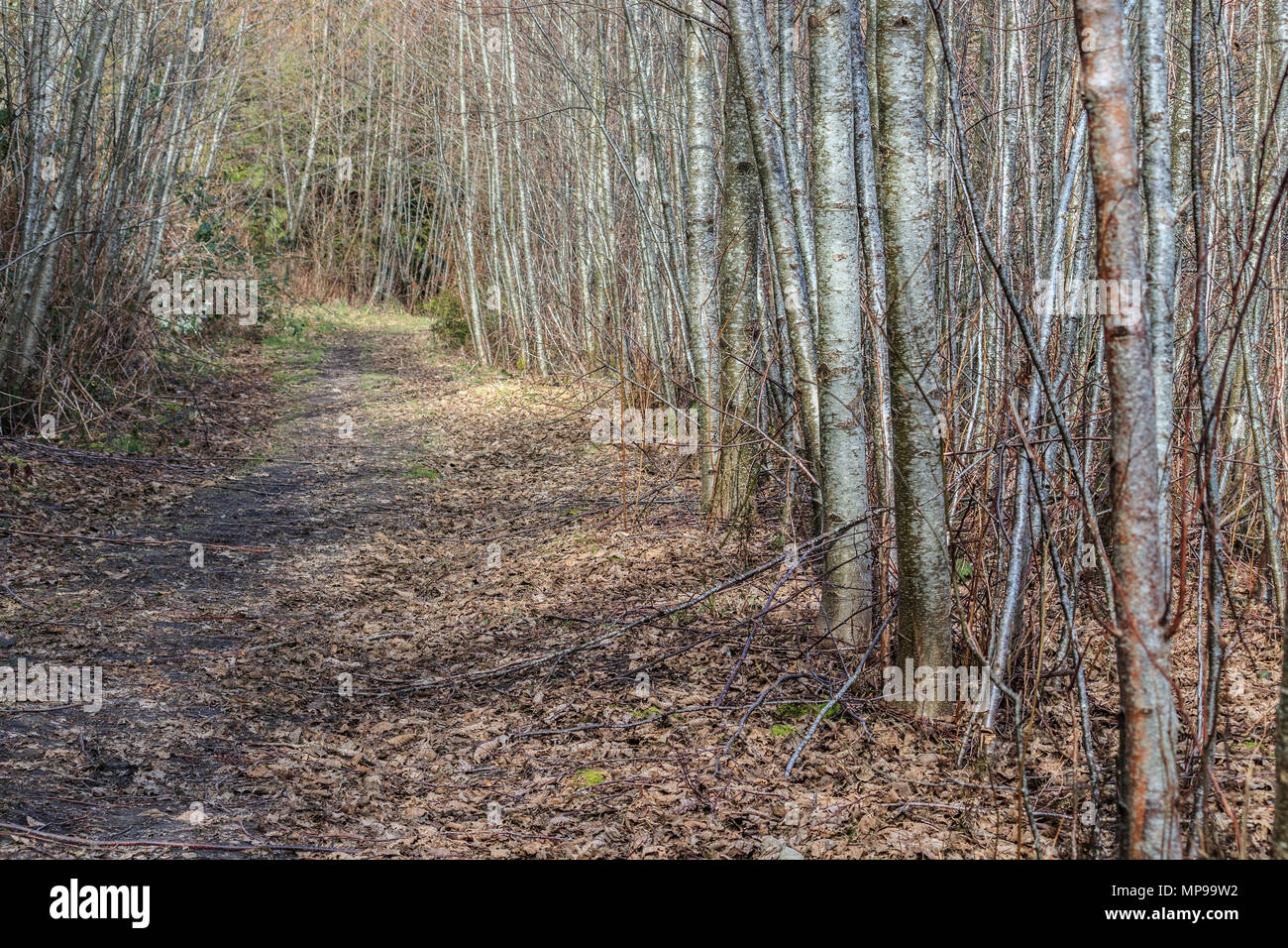 Die Dichten, grauen und braunen Stämme der Erlen zeichnen beide Seiten von einem Wanderweg auf einen frühen Frühling Tag, mit Laub bedecken den Boden. Stockfoto