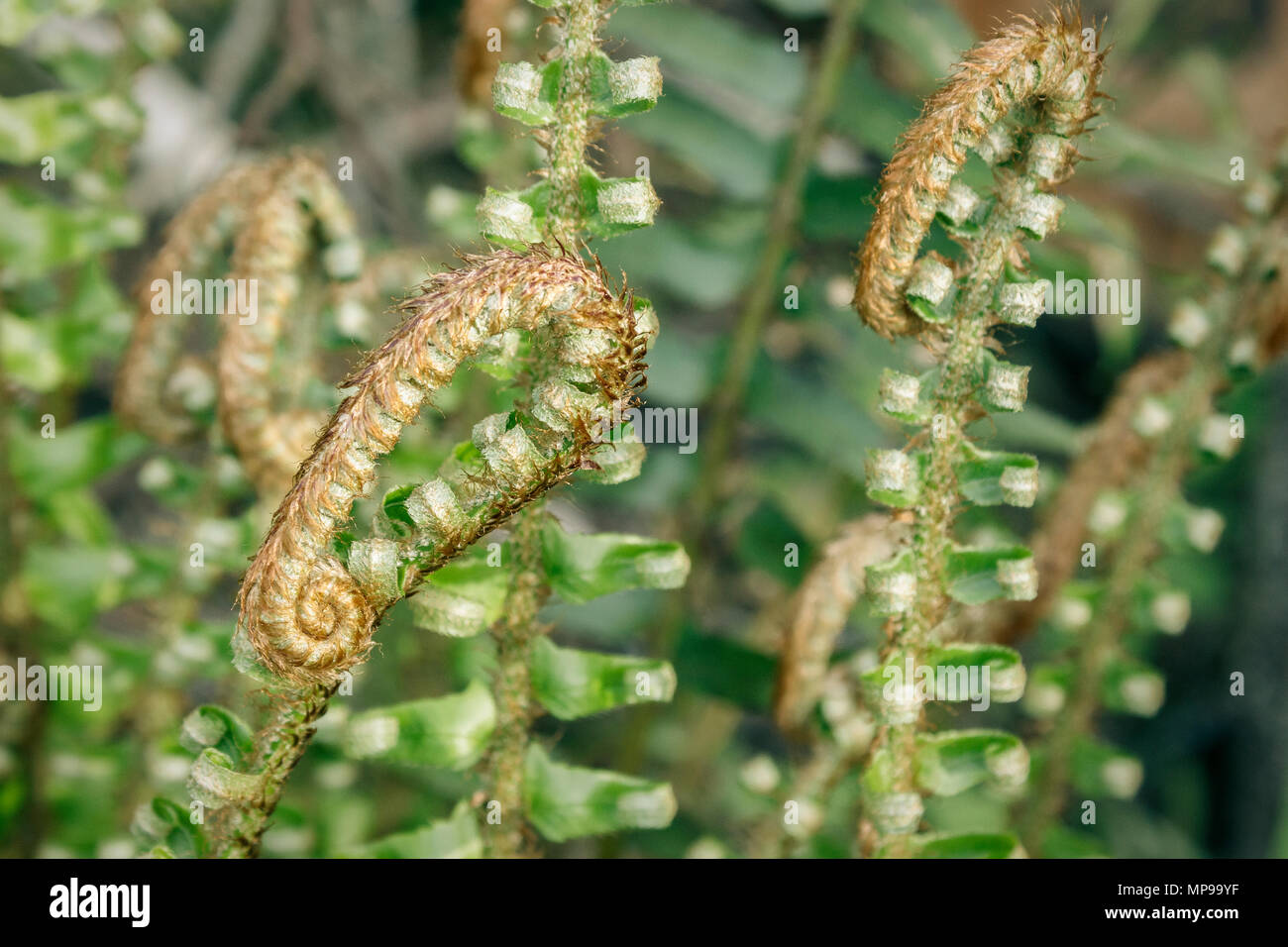 Curly junge fiddleheads an der Spitze eines westlichen Schwert Farn wächst angezeigt werden spielerisch in die Feder, bevor Sie entfalten als neue Wedel (British Columbia). Stockfoto