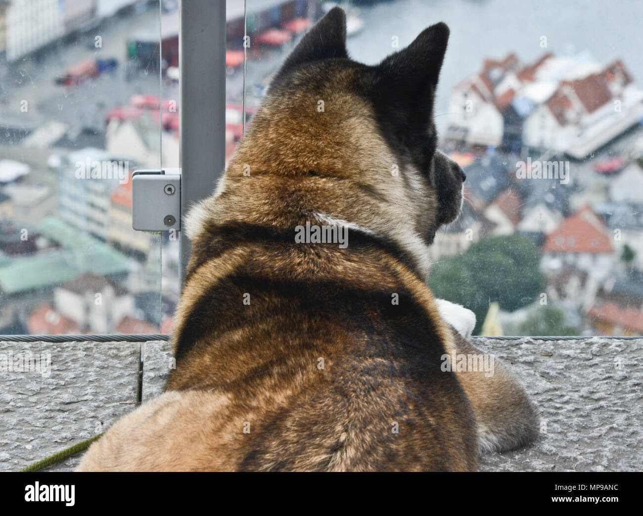 Ein Hund im Bergen Hafen von Berg Floyen, Norwegen starrte Stockfoto