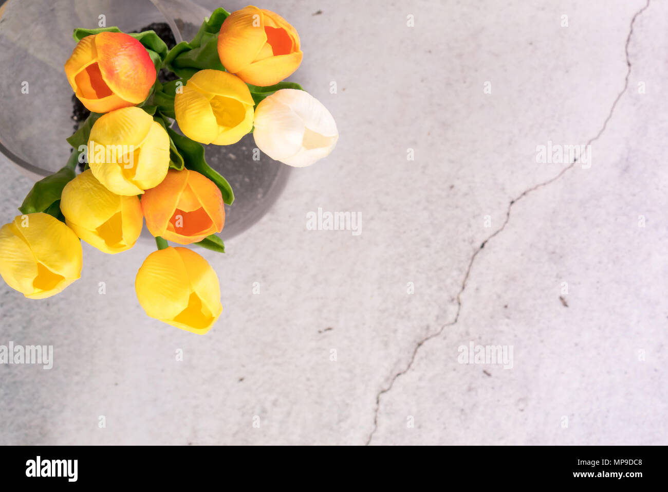 Tulpe Blume im Glas Glas mit crack Weißzement Hintergrund Frühling Konzept Stockfoto