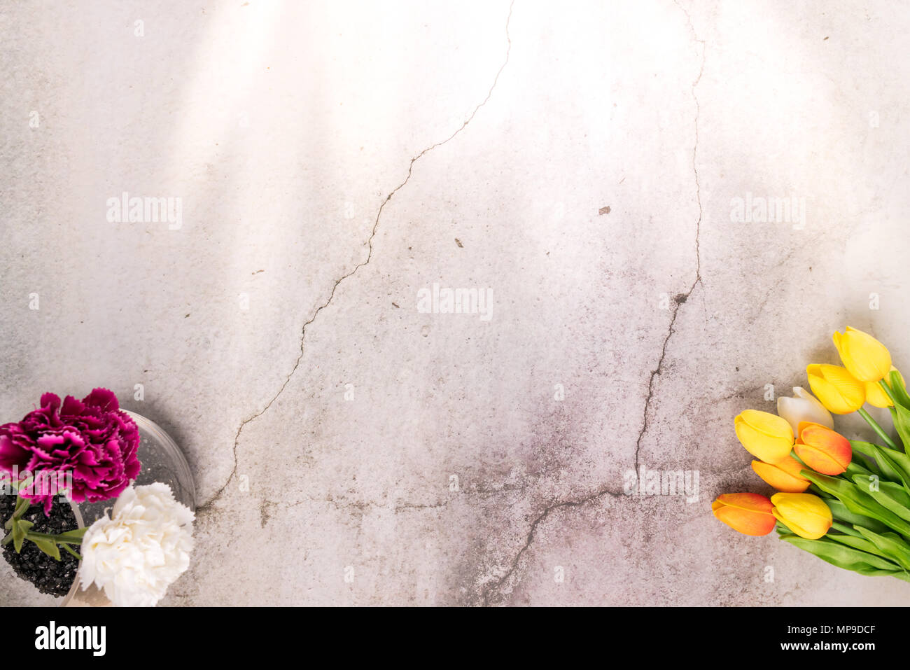 Tulpe Blume und weiß purple Carnation auf Sprung Weißzement Hintergrund Frühling Konzept Stockfoto