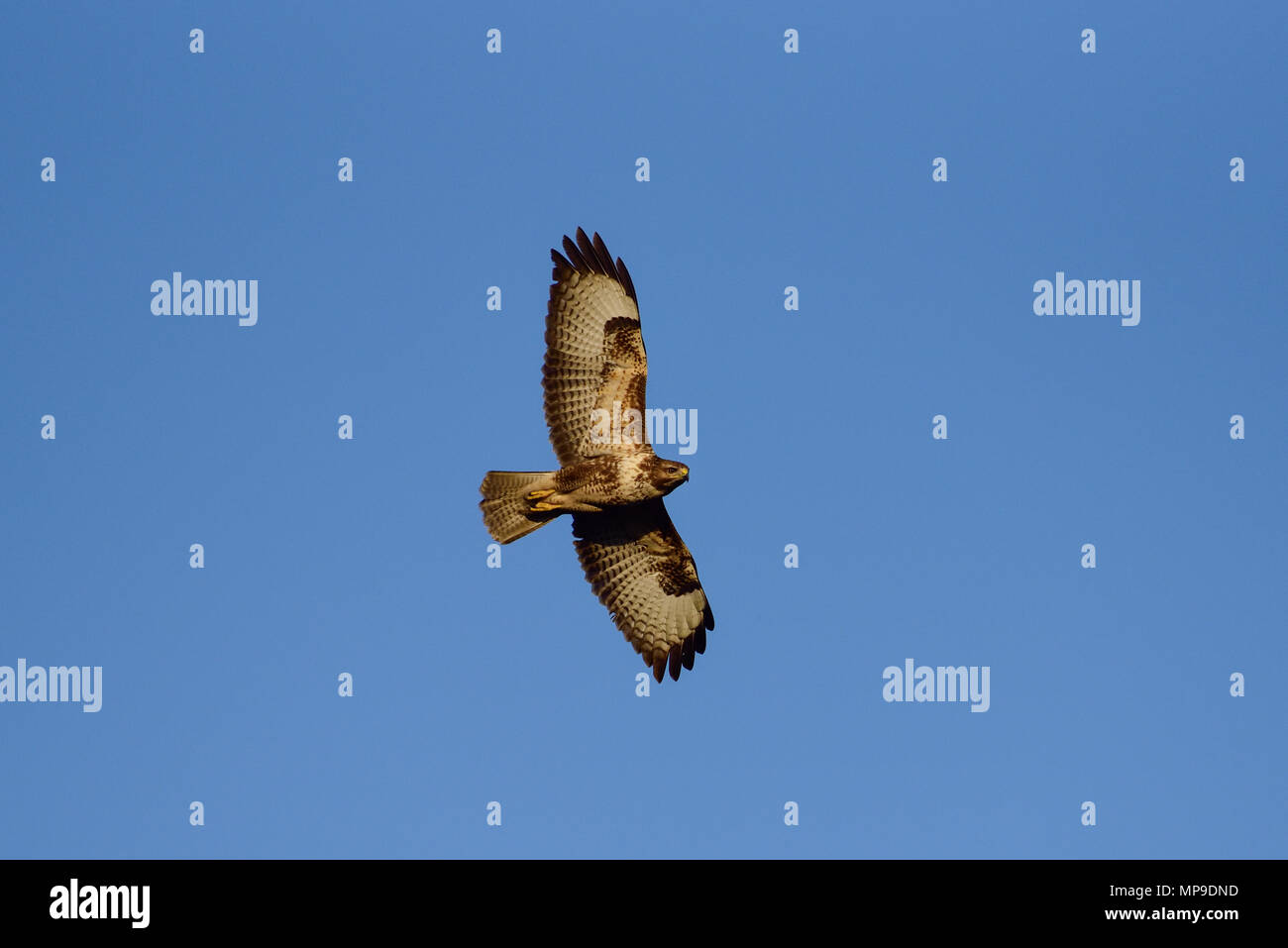 Mäusebussard fliegen in den Himmel, (Buteo buteo), Deutschland Stockfoto Mäusebussard fliegen in den Himmel, (Buteo buteo), Deutschland Stockfoto