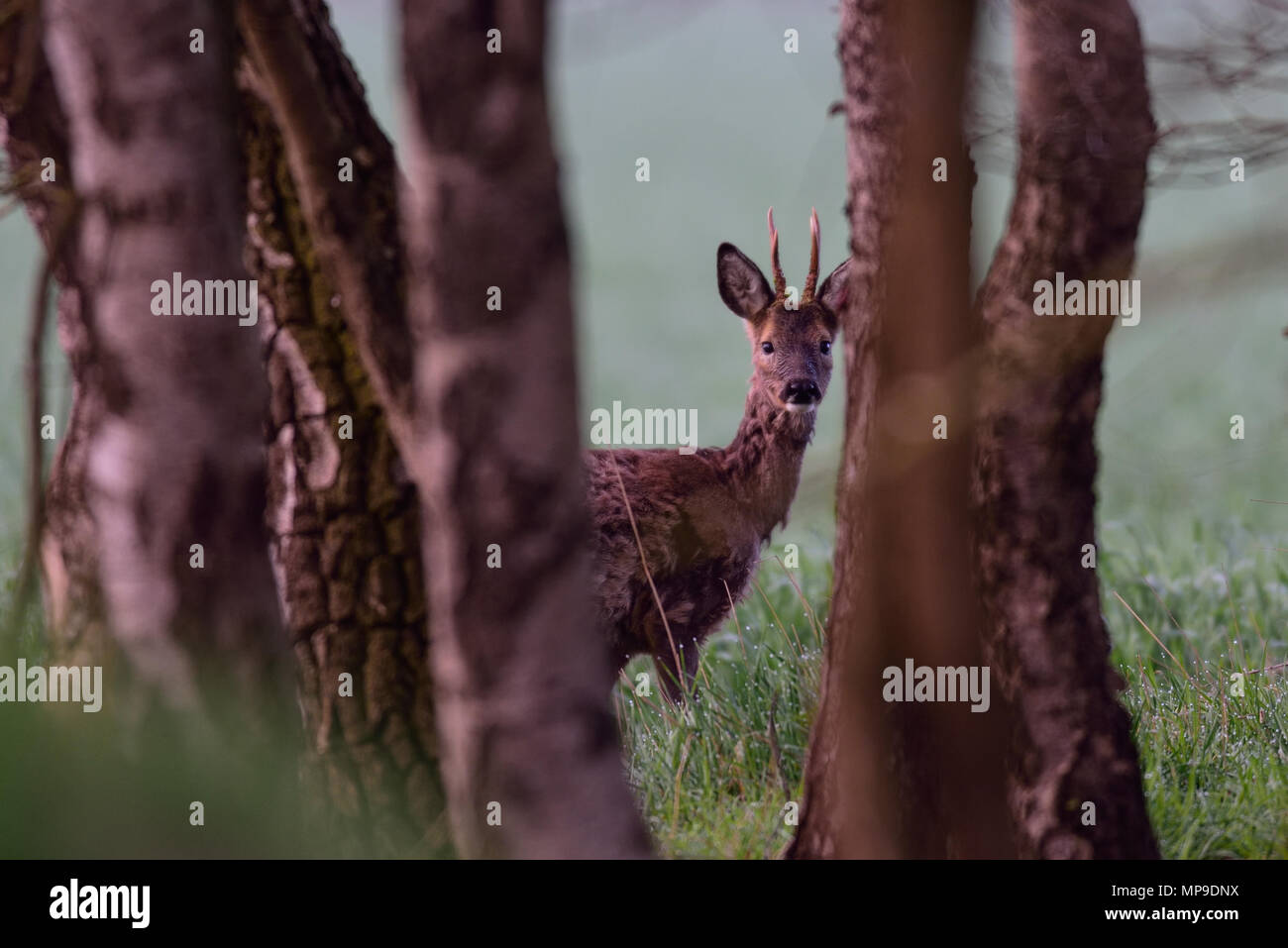 Roebuck am Frühling, (Hyla arborea), Deutschland Stockfoto