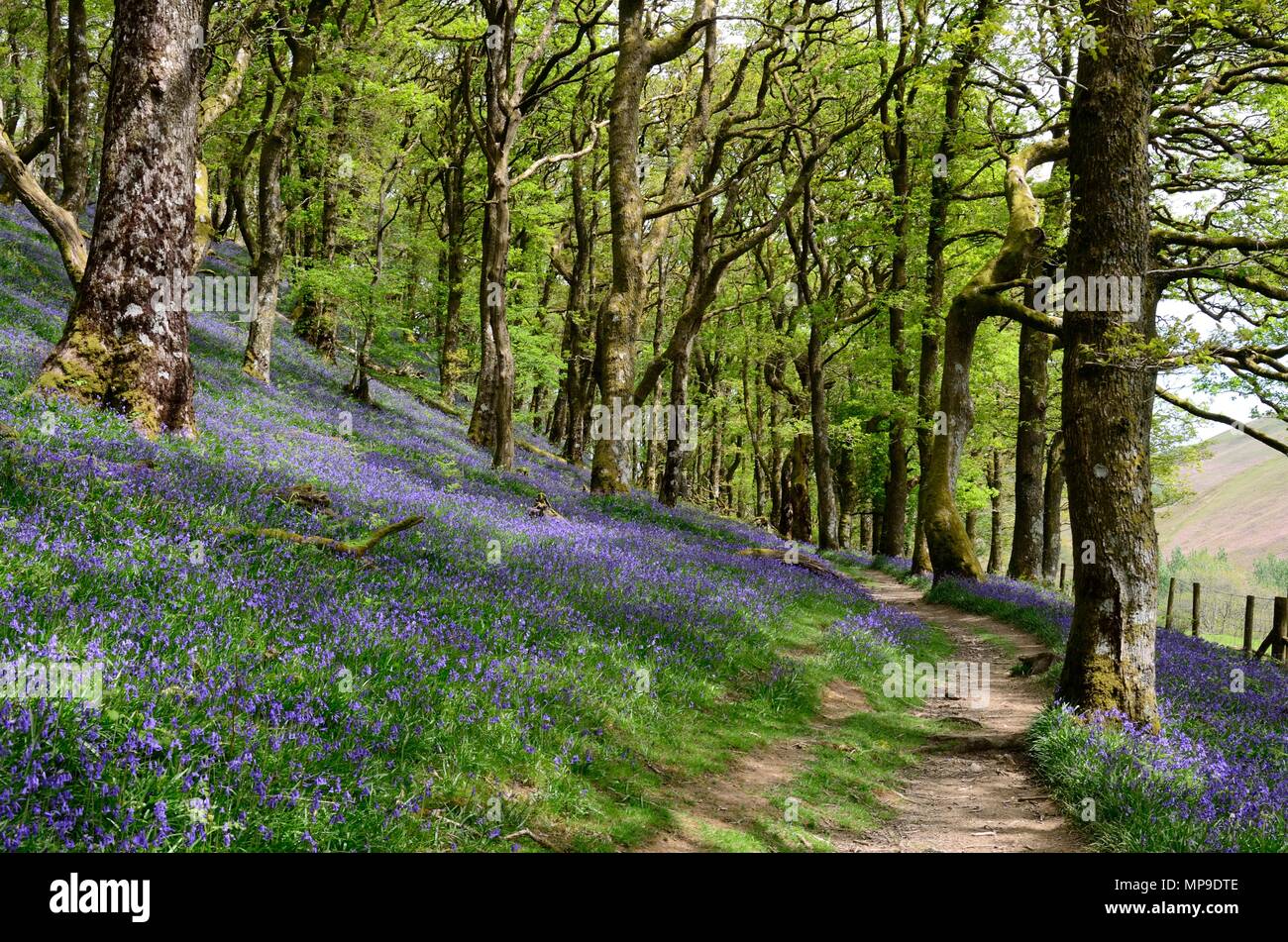 Fußweg durch native bluebells Hyacinthoides non scripta und Atlantik oak woodland Gwenffrwd-Dinas RSPB Reservat Rhandirmwyn Wales UK Stockfoto