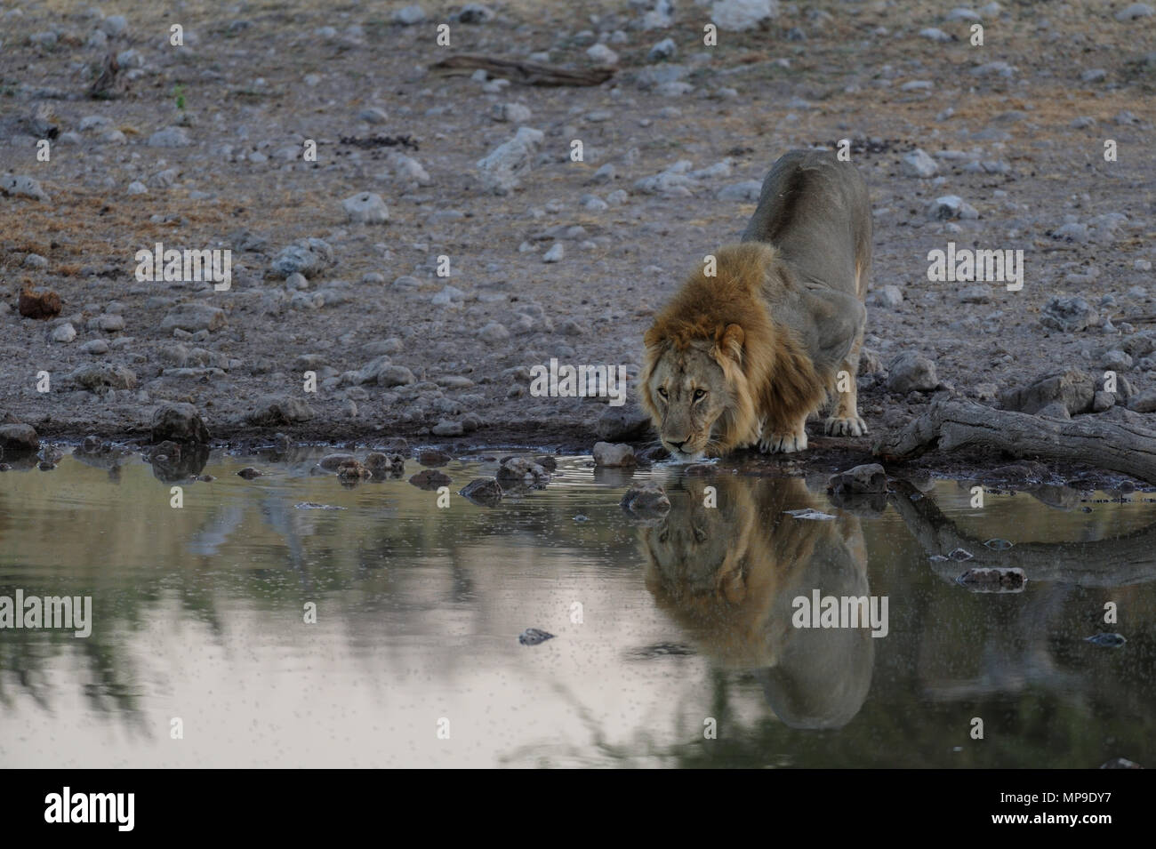 Lion männlichen genießen Sie einen Drink an der Wasserstelle, (Panther leo), Etosha Nationalpark, Namibia Stockfoto