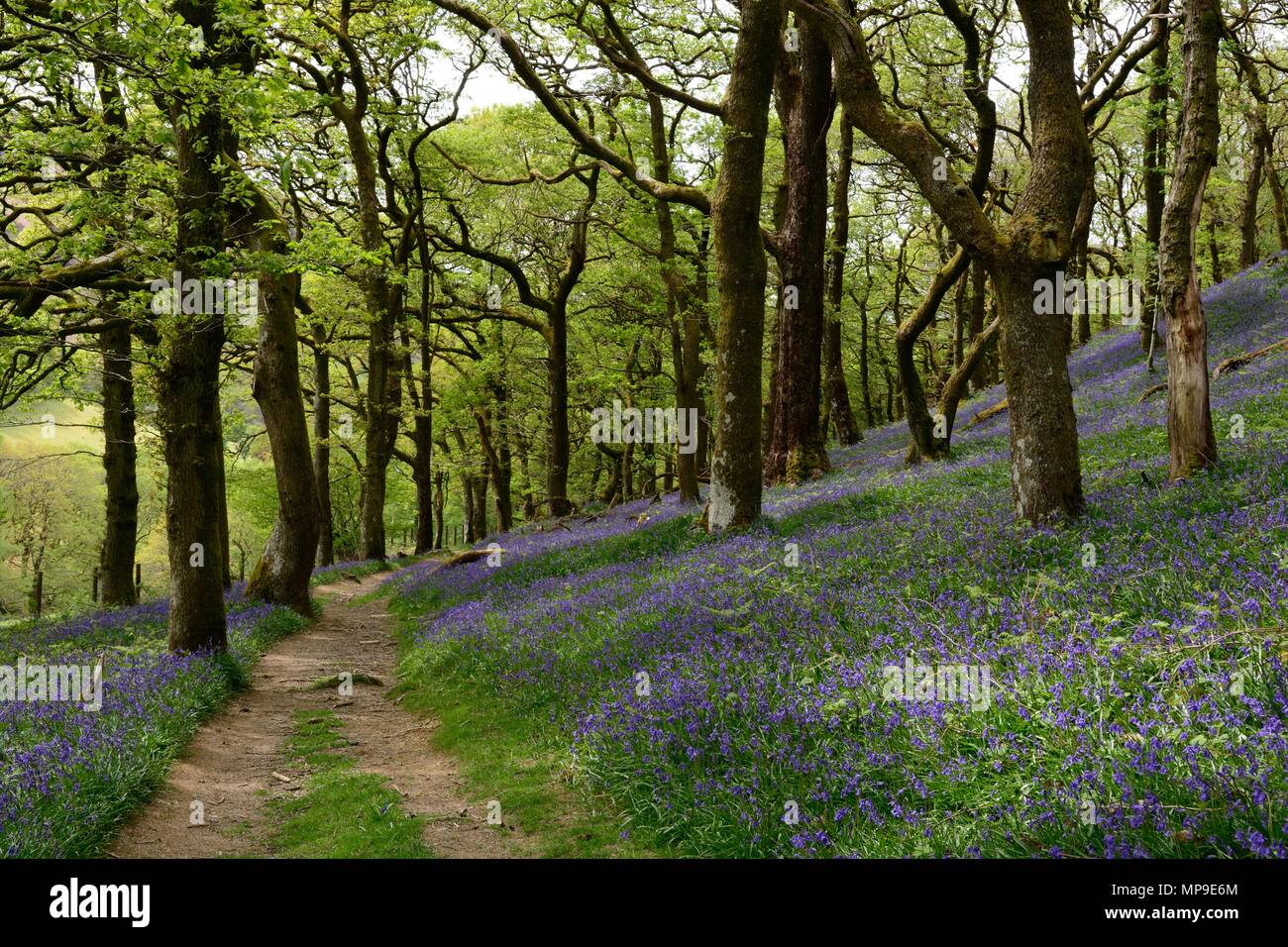 Fußweg durch native bluebells Hyacinthoides non scripta und Atlantik oak woodland Gwenffrwd-Dinas RSPB Reservat Rhandirmwyn Wales UK Stockfoto