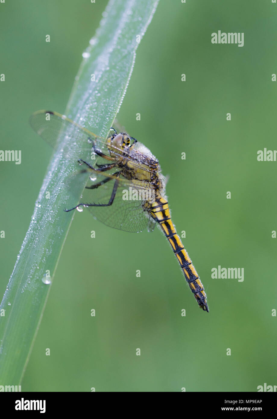 Eine Seitenansicht eines Dragonfly in Somerset Stockfoto