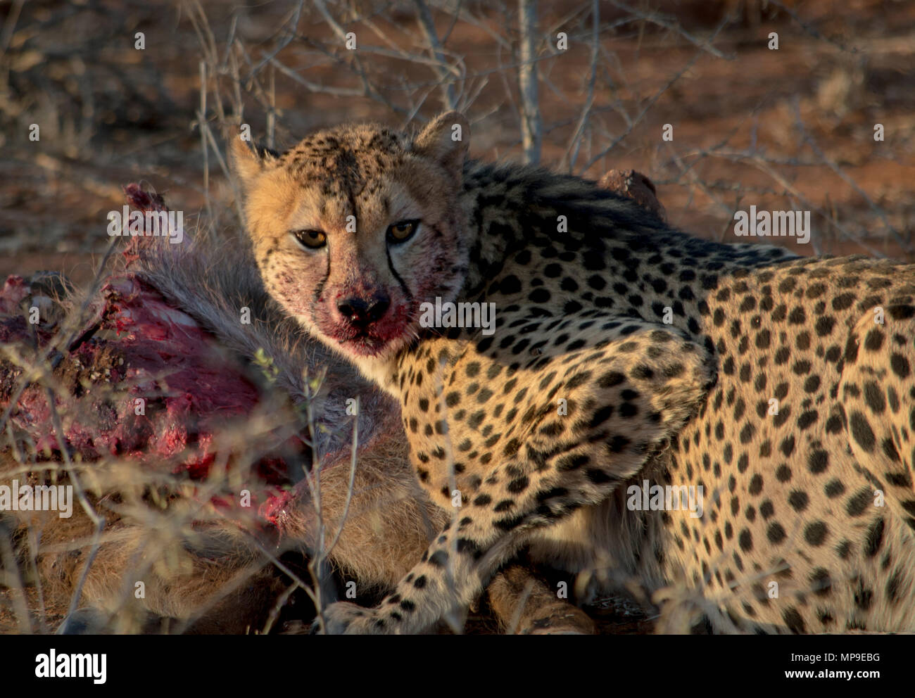 Zwei Geparden ihre Töten eines waterbuffalo in Madikwe Südafrika teilen Stockfoto