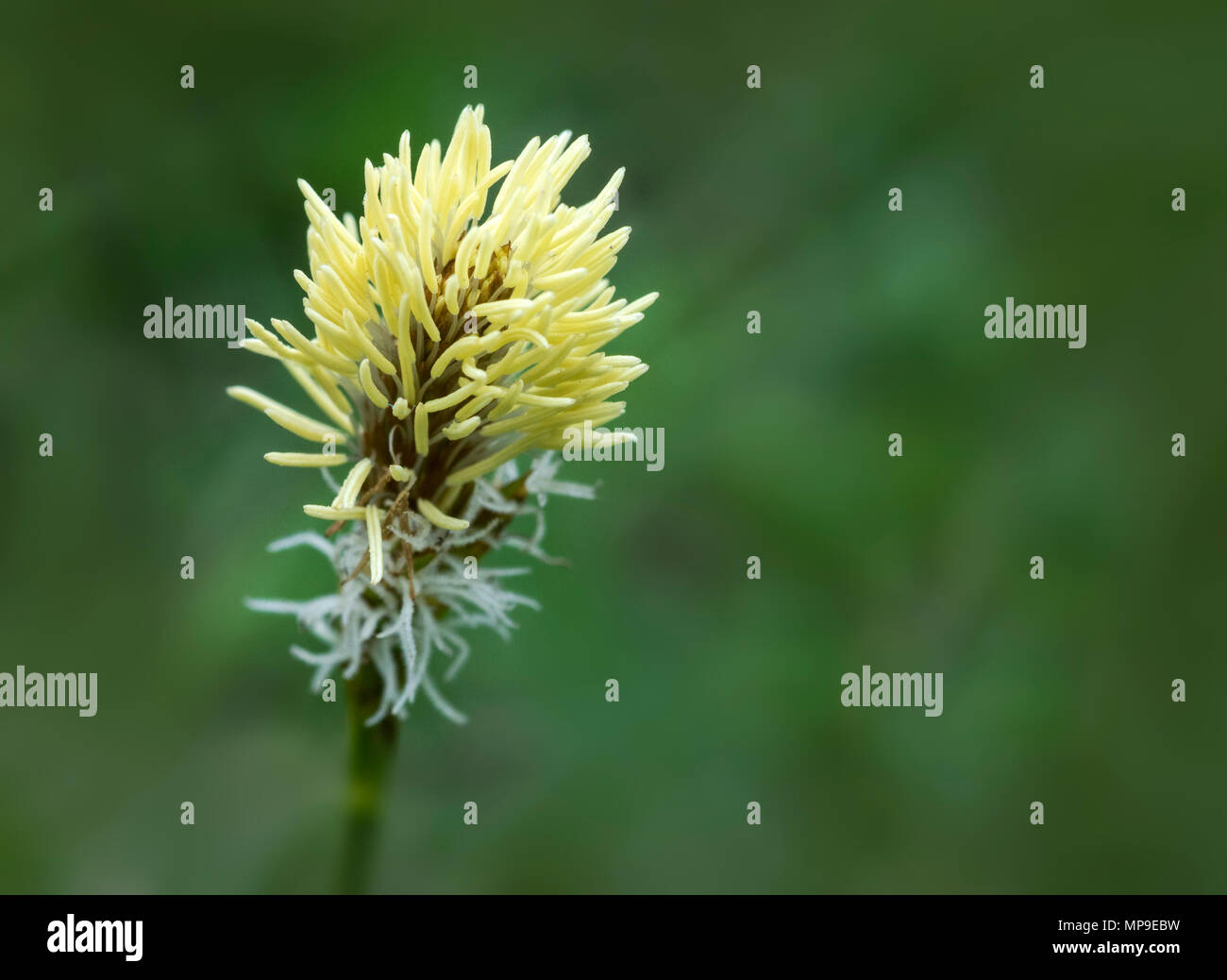 Feder Segge (Carex 'Silver Sceptre) Stockfoto
