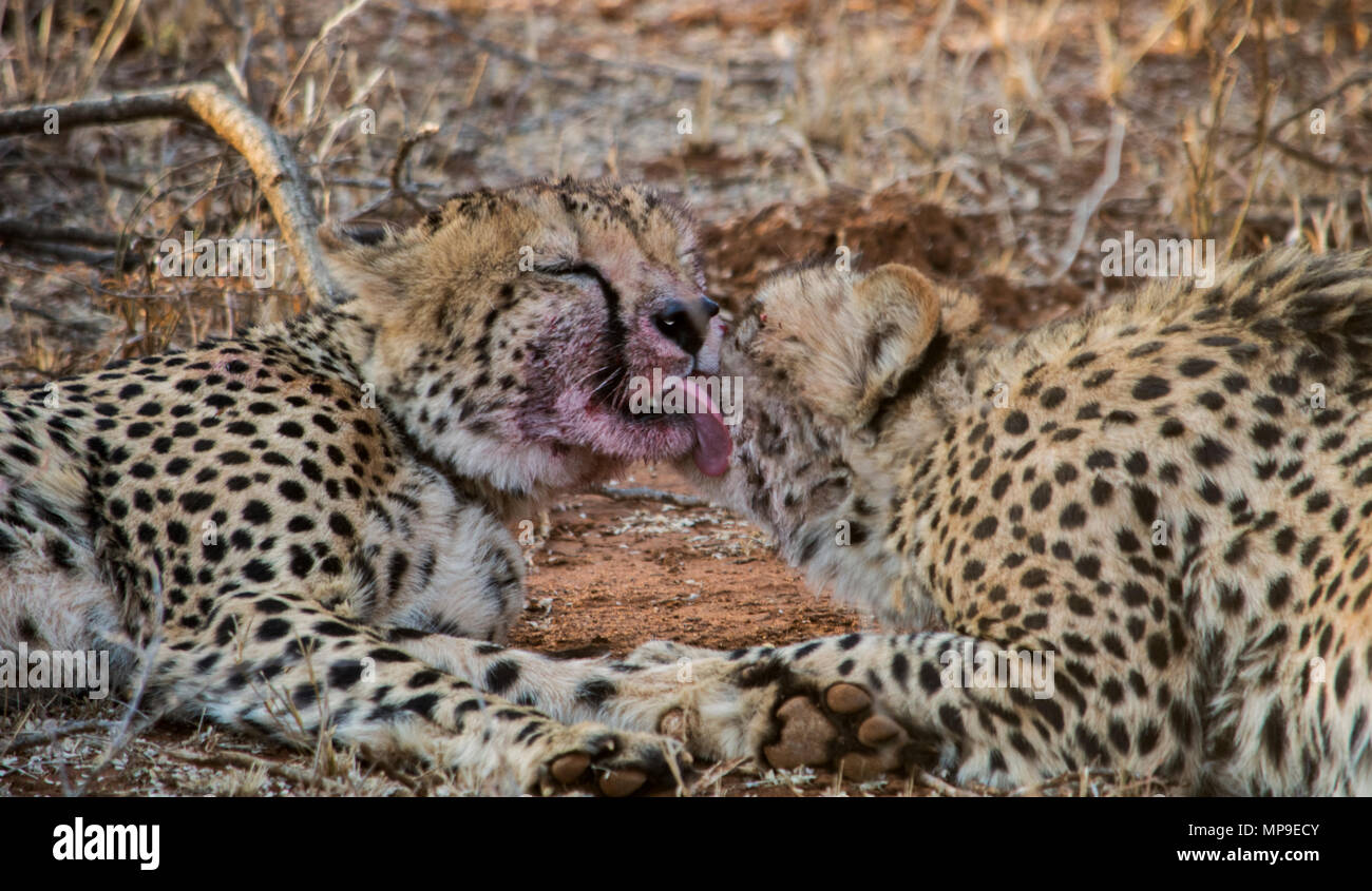 Zwei Geparden Brüder lecken das Blut des anderen Gesicht nach dem Töten Stockfoto