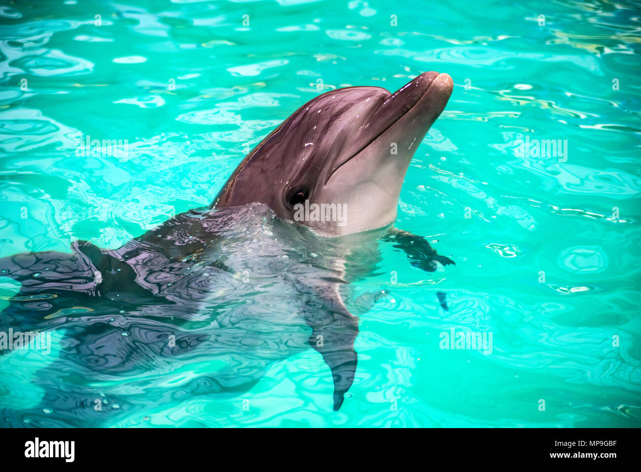 Süße delfine -Fotos und -Bildmaterial in hoher Auflösung – Alamy