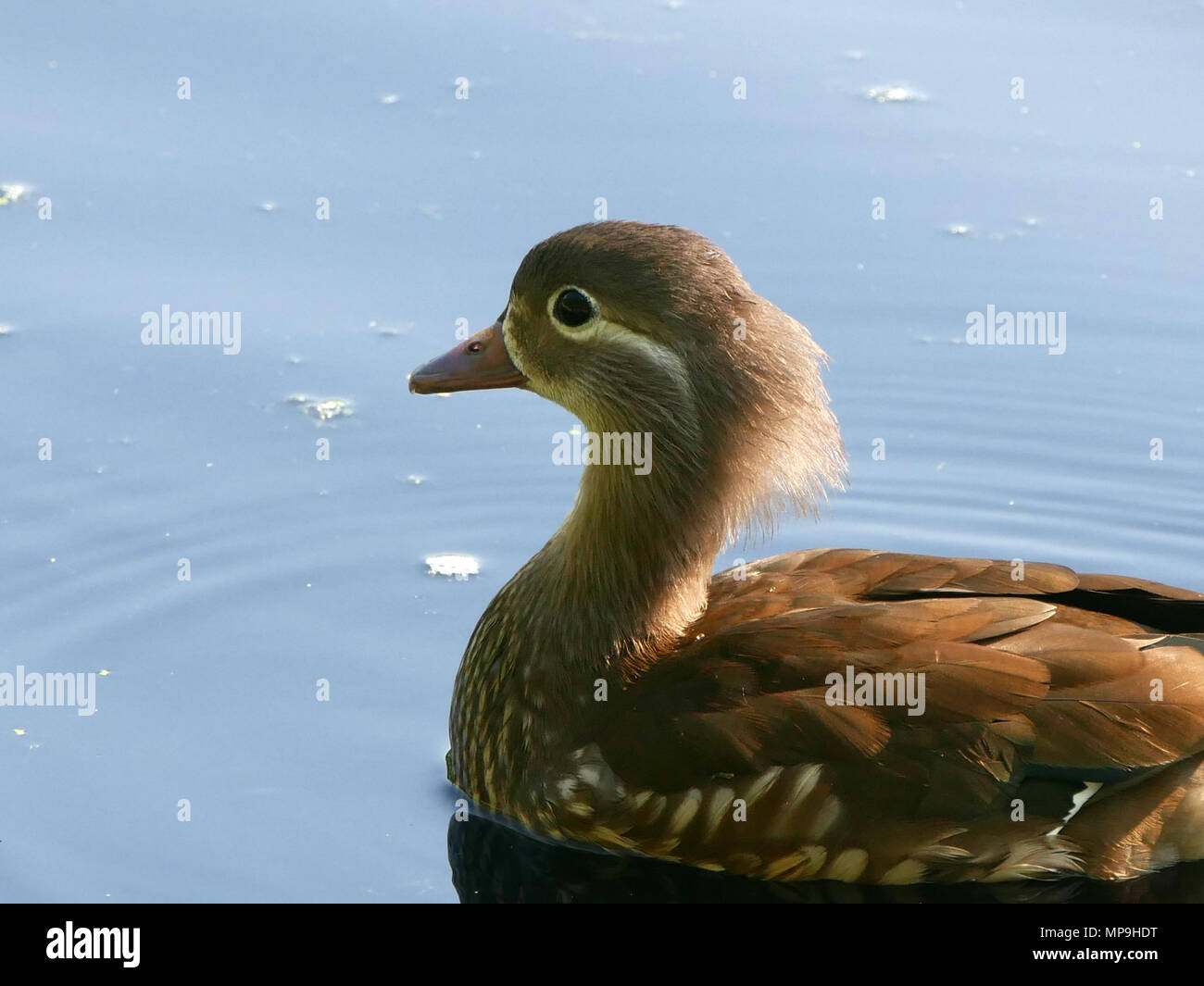 Weibliche Holz Ente - Aix sponsa auch als Carolina Duck Stockfoto