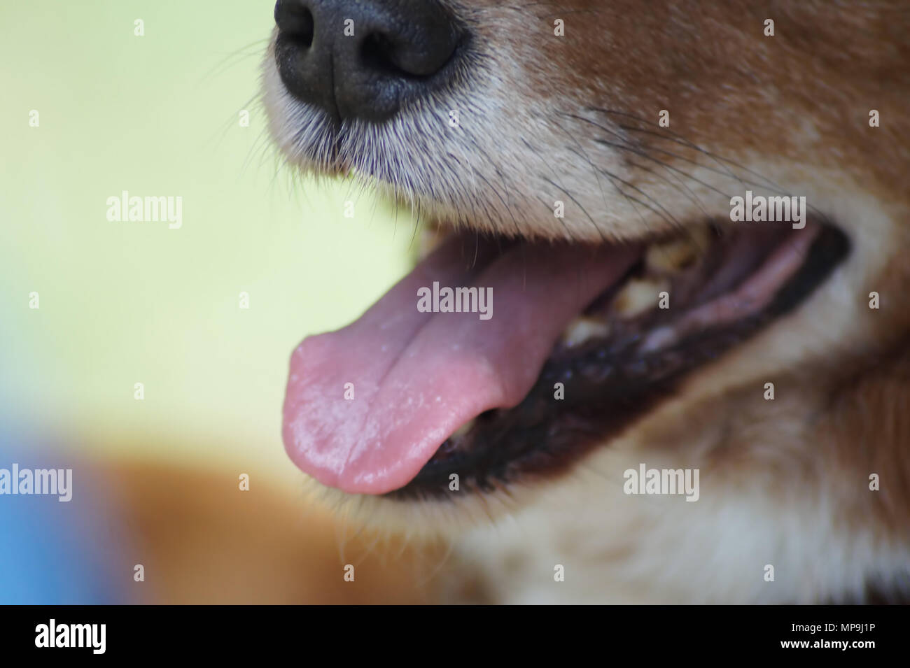 Zoom auf eine Hundeschnauze Stockfoto