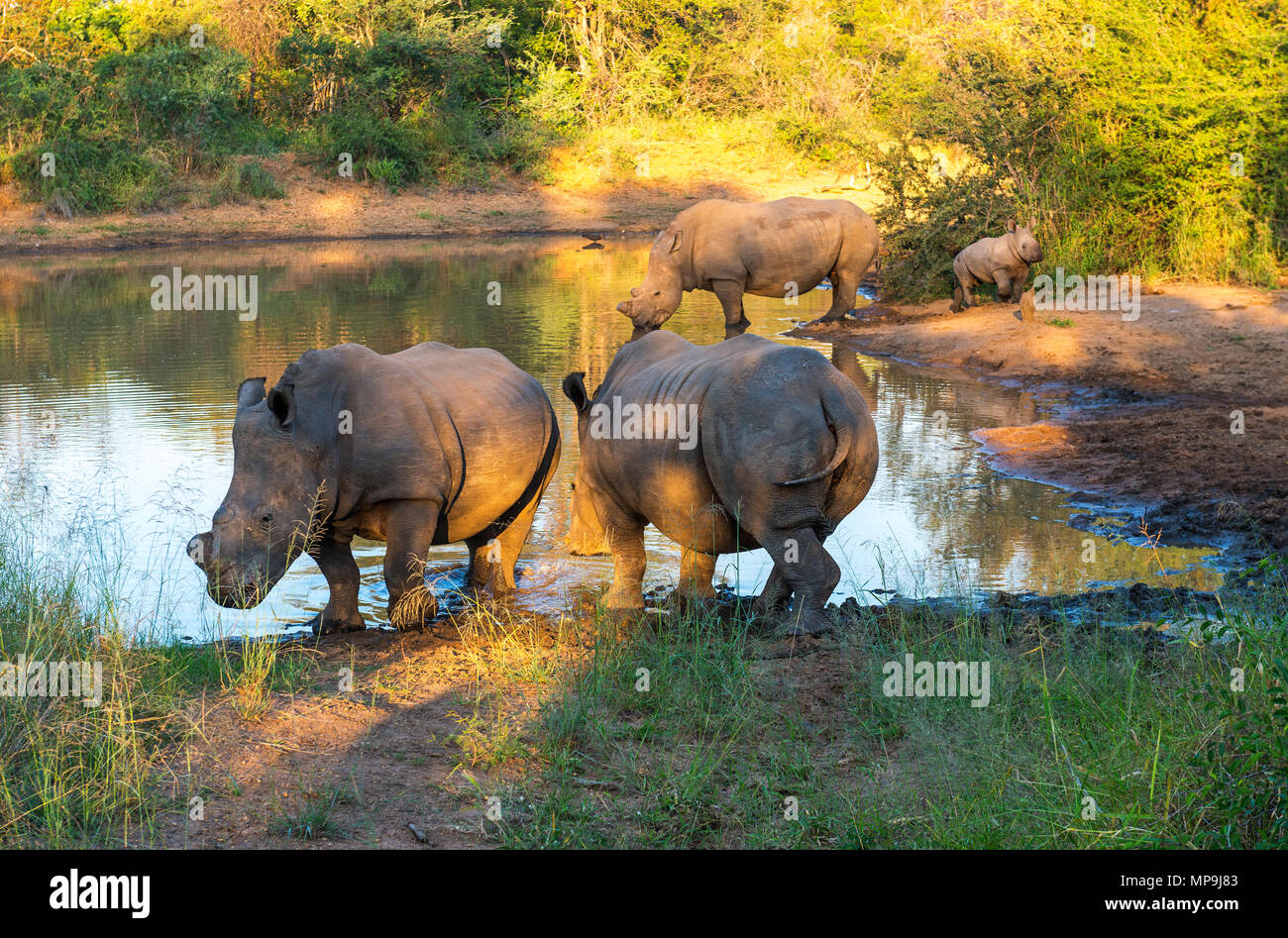 Drei Erwachsene mit Baby weiß oder Nashörner (Rhinocerotidae)), Safari Karongwe Game Reserve bei Sonnenuntergang, Limpopo Provinz, Südafrika. Stockfoto