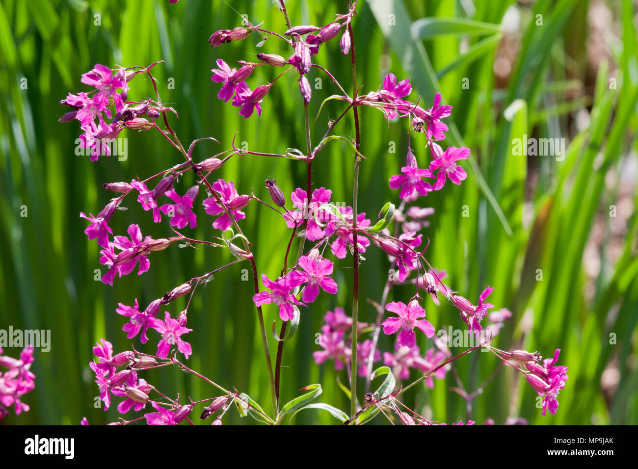 Lychnis viscaria Stockfoto