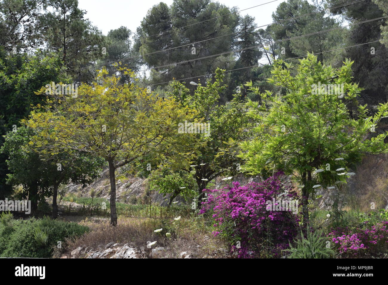 Akazien, Kiefern und blühende Pflanzen unten auf Mount Carmel, Israel. Stockfoto