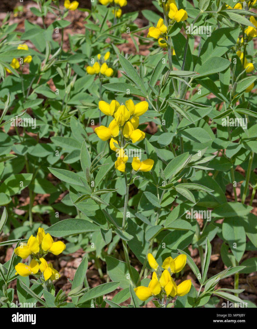 Thermopsis rhombifolia var. Montana Stockfoto