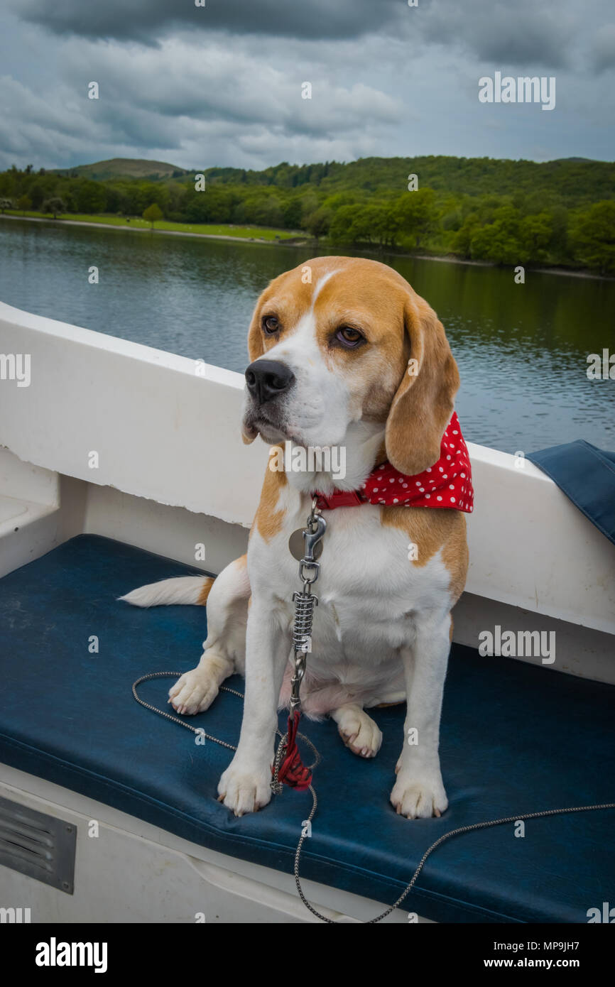 Eine niedliche beagle Hund sitzt auf einem Boot auf Coniston Water im Lake District, Großbritannien Stockfoto