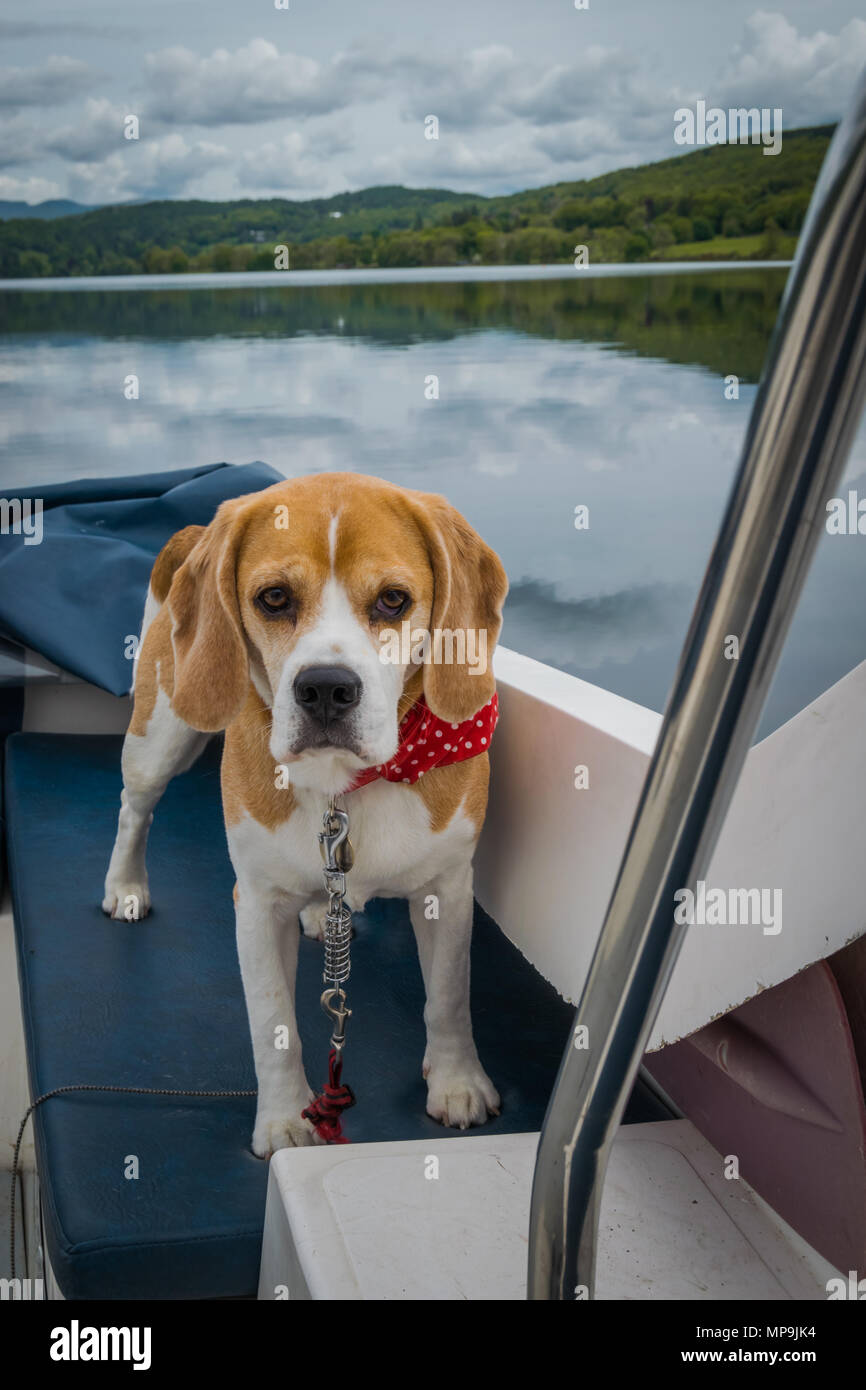 Eine niedliche beagle Hund sitzt auf einem Boot auf Coniston Water im Lake District, Großbritannien Stockfoto