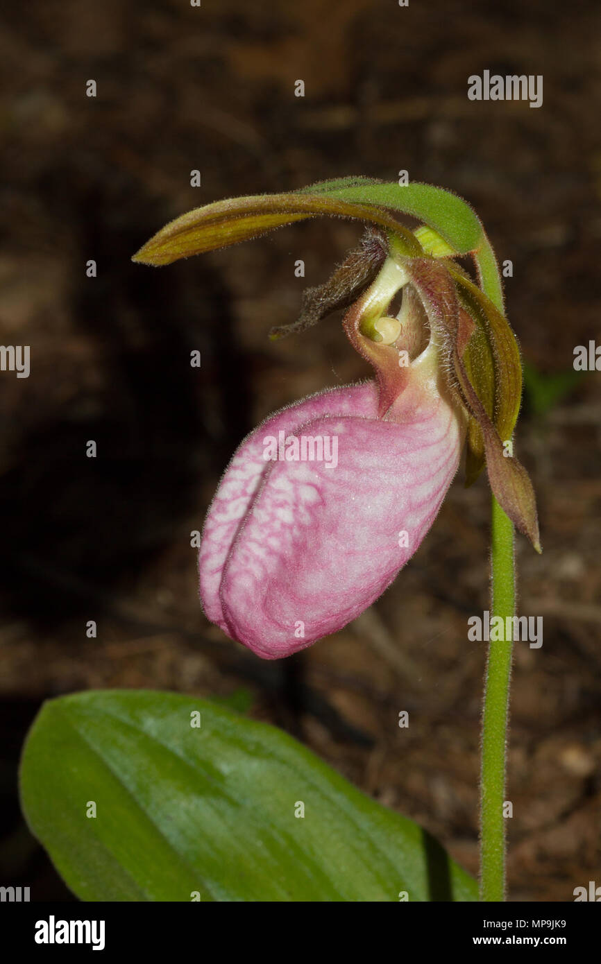 Die Pink Lady Slipper blossum. Stockfoto