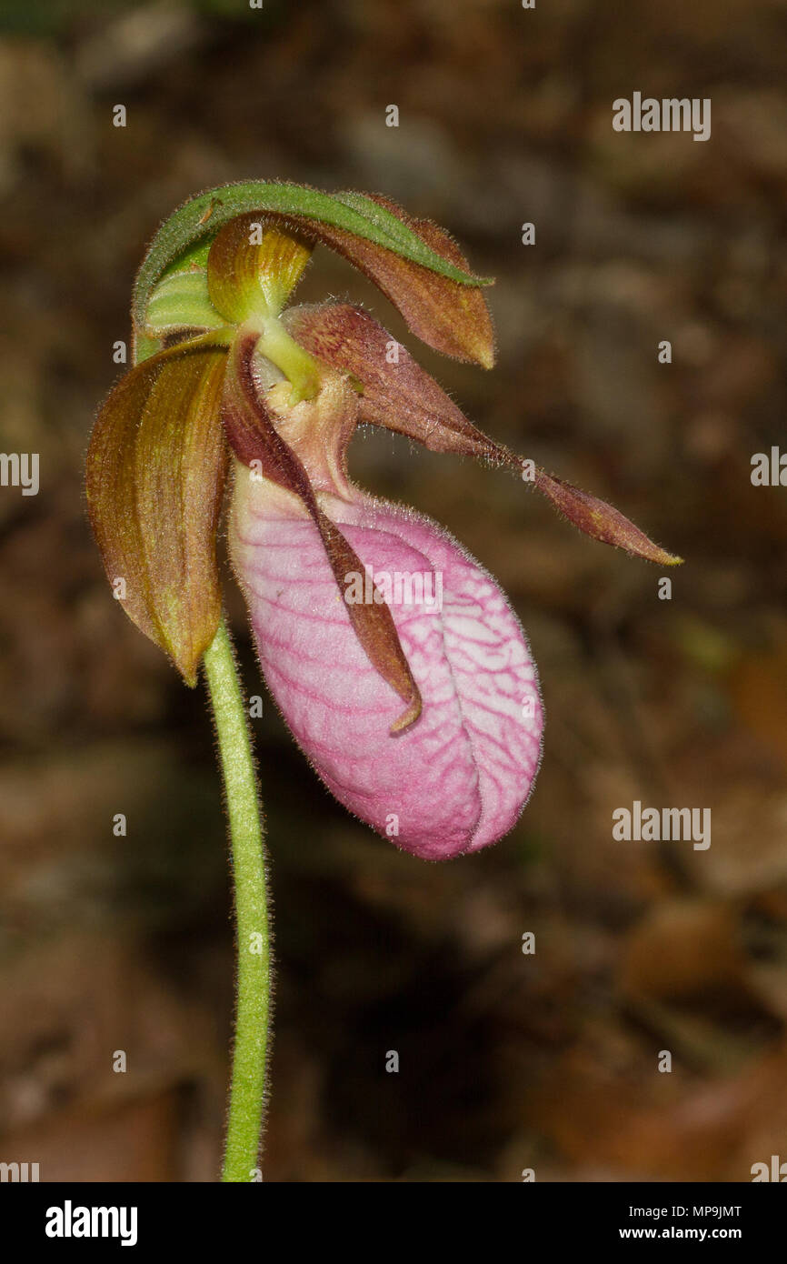 Die Pink Lady Slipper blossum. Stockfoto