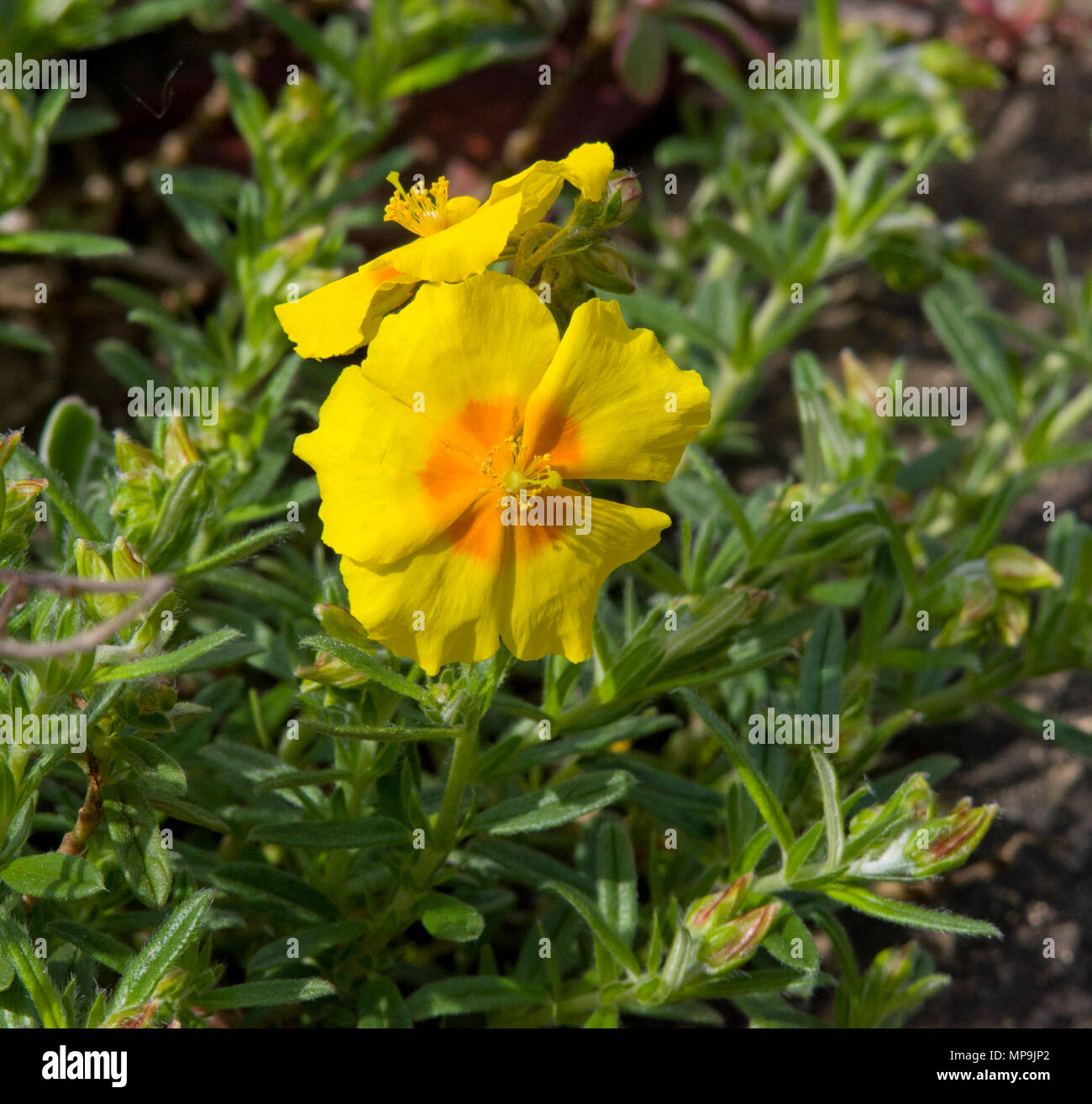 Helianthemum 'Golden Queen' Stockfoto