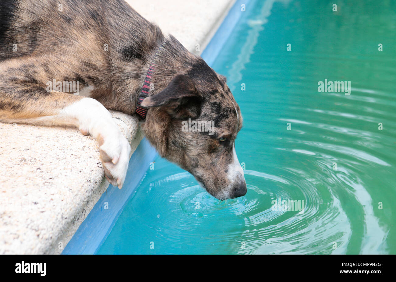 Ein Schäferhund spielt mit einem Wasserstrahl aus einem Schlauch während einer hohen Temperatur Frühling Tag in der spanischen Mittelmeerinsel Mallorca Stockfoto