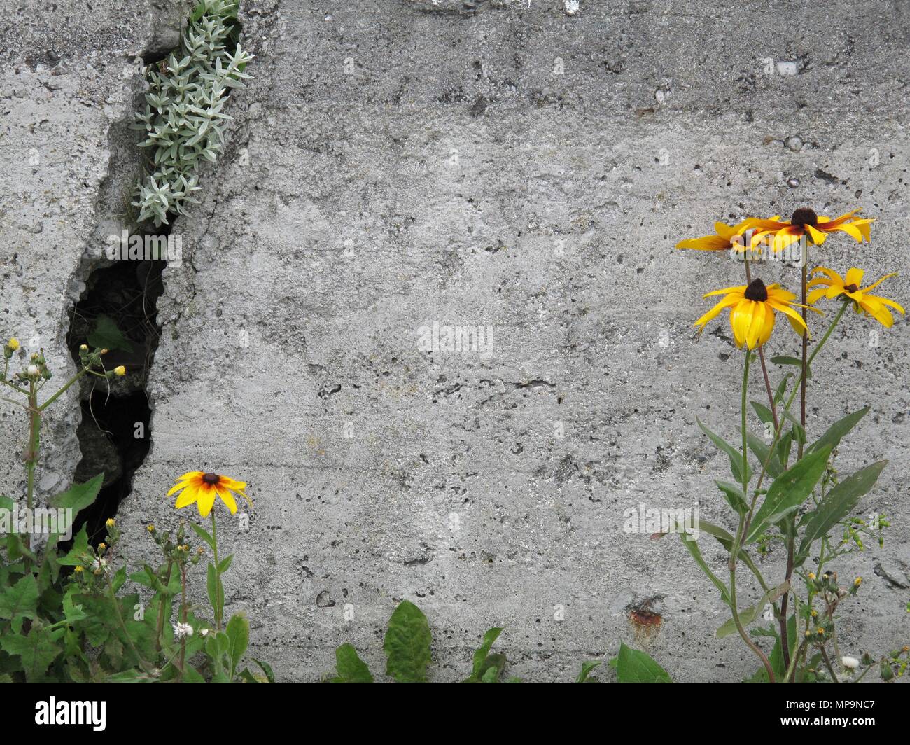 Bunte Wildblumen gegen eine Betonwand Stockfoto