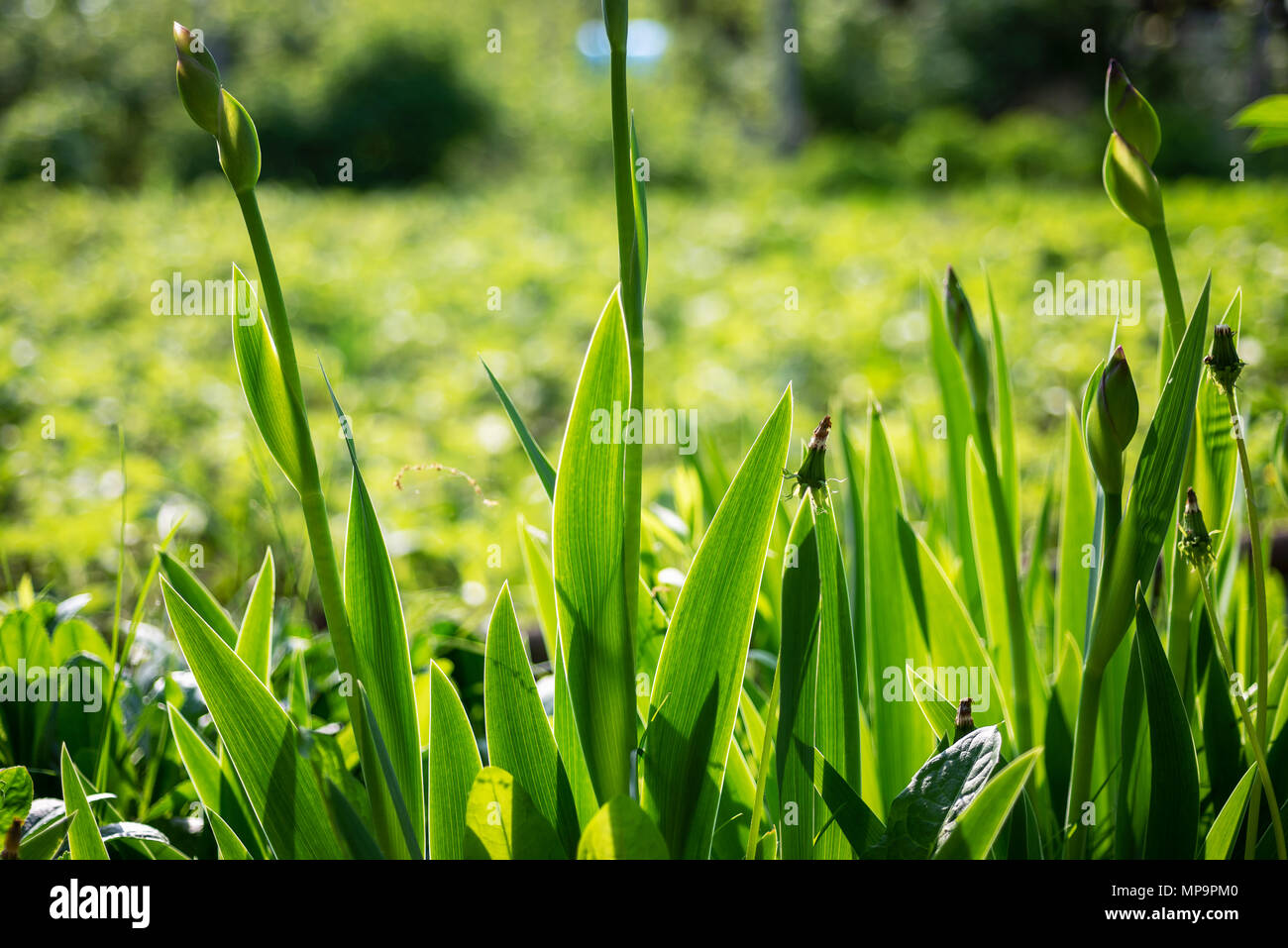 Frühling oder Sommer abstrakte Natur Hintergrund mit Gras Stockfoto