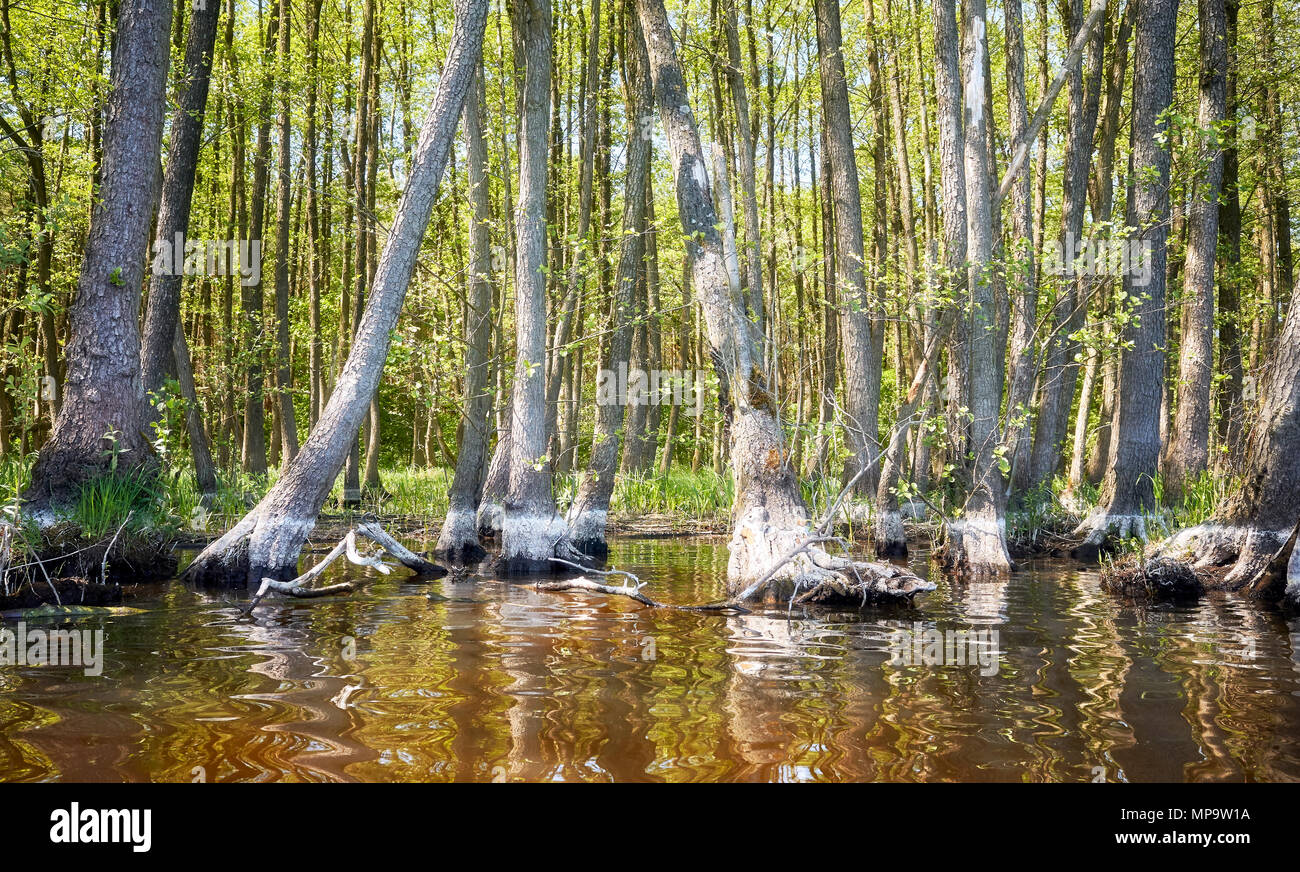 See Ufer mit Bäumen im Wasser. Stockfoto