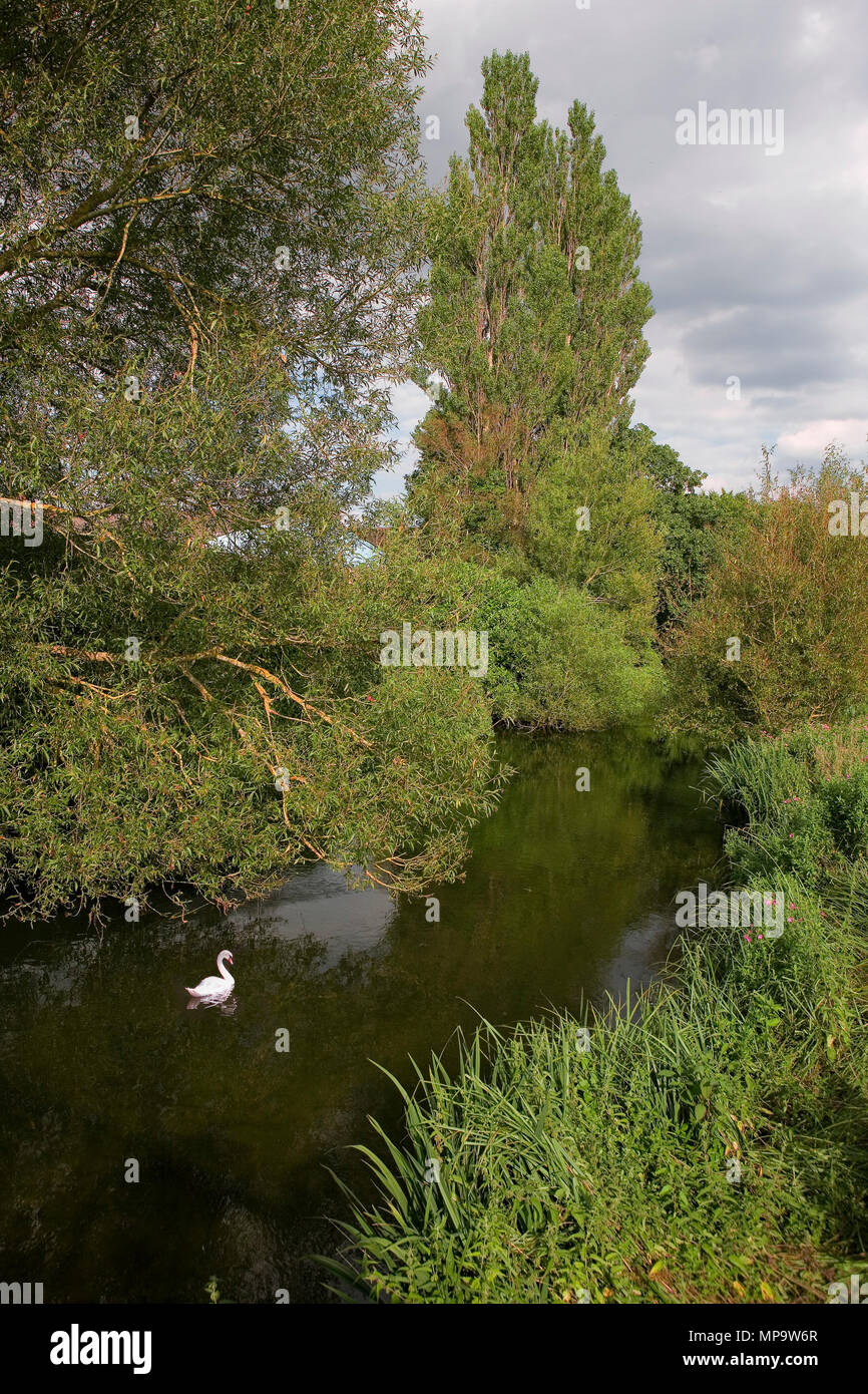 Ein Schwan auf dem Fluss Avon, einem der artenreichsten Chalk streams Systeme in Großbritannien, in Salisbury, Wiltshire, England, Großbritannien Stockfoto