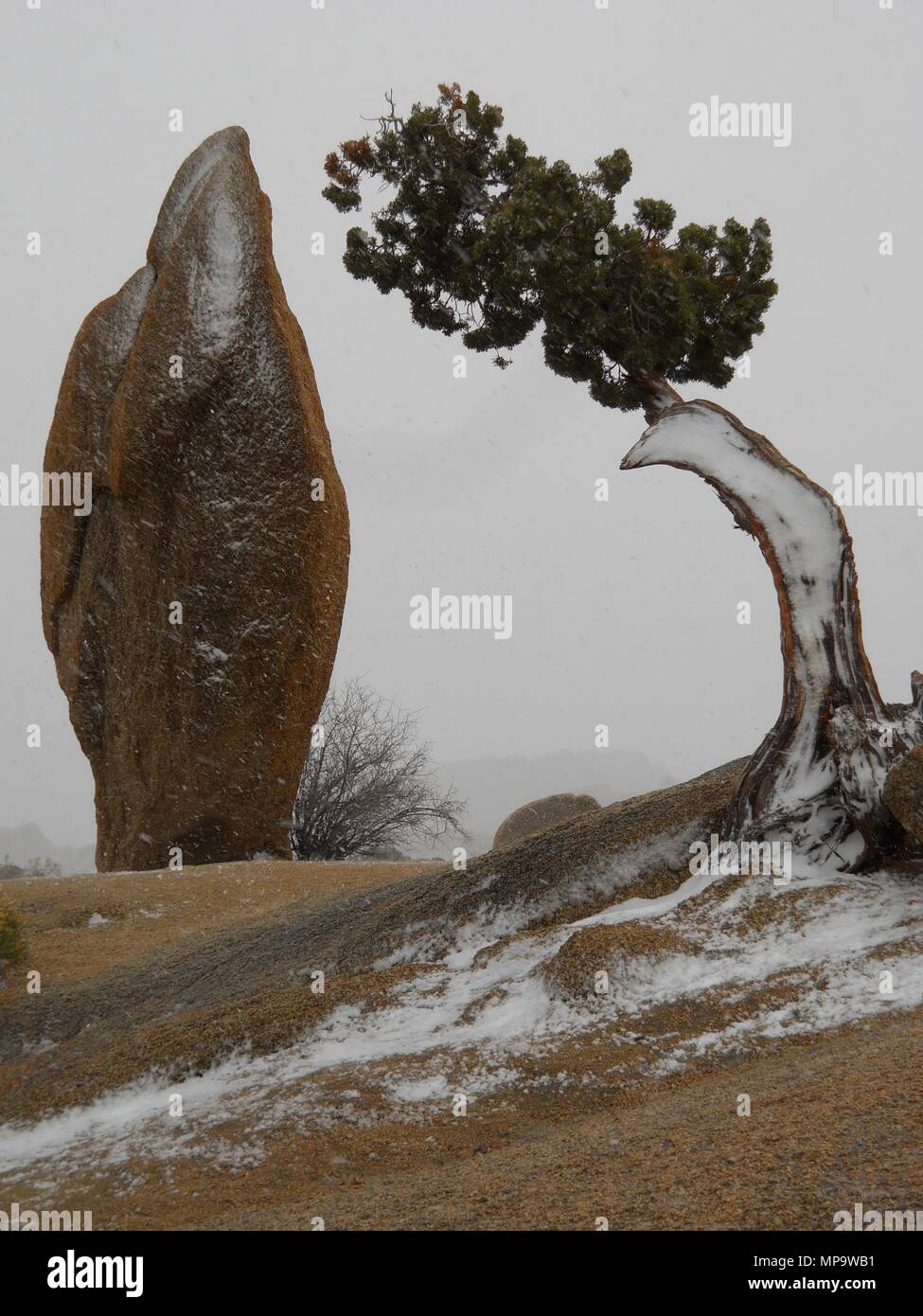 Wacholder, Juniperus californica, Monzogranite rock, Schneegestöber in Joshua Tree National Park, CA 111201 0355 Stockfoto