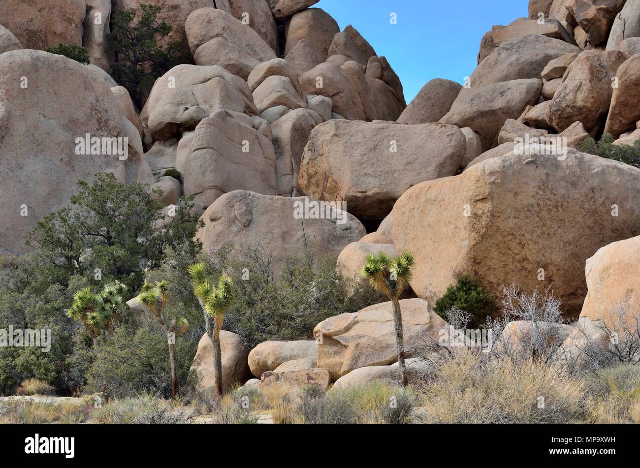 Joshua Bäume, Yucca Buergeri, Yucca Palme, Monzogranite rock Pile, Hidden Valley, Joshua Tree National Park, CA 180312 73469 Stockfoto