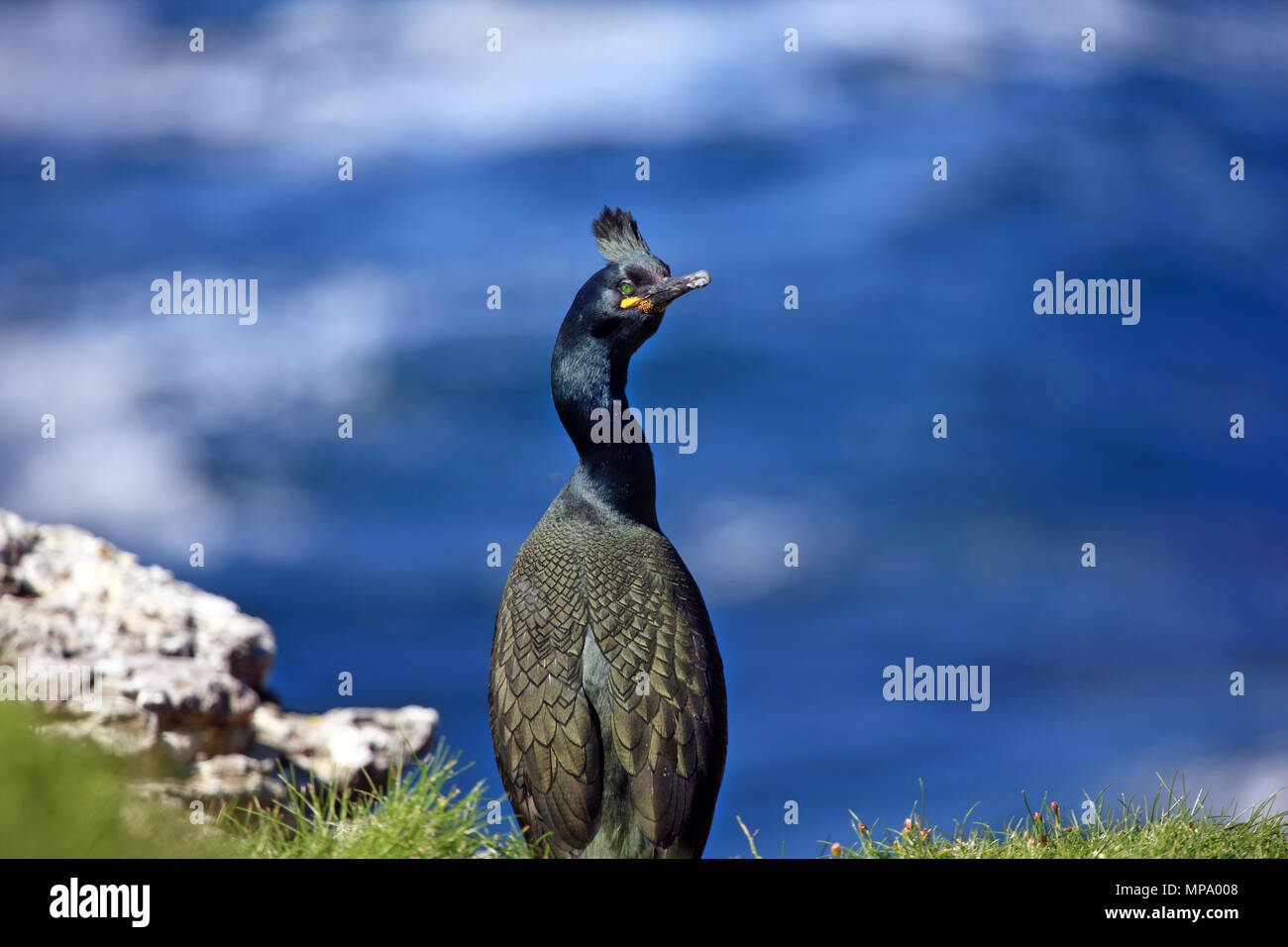 Shag, Phalacrocorax Aristotelis, auf Lunga eine der Treshnish-inseln, Innere Hebriden, Schottland Stockfoto