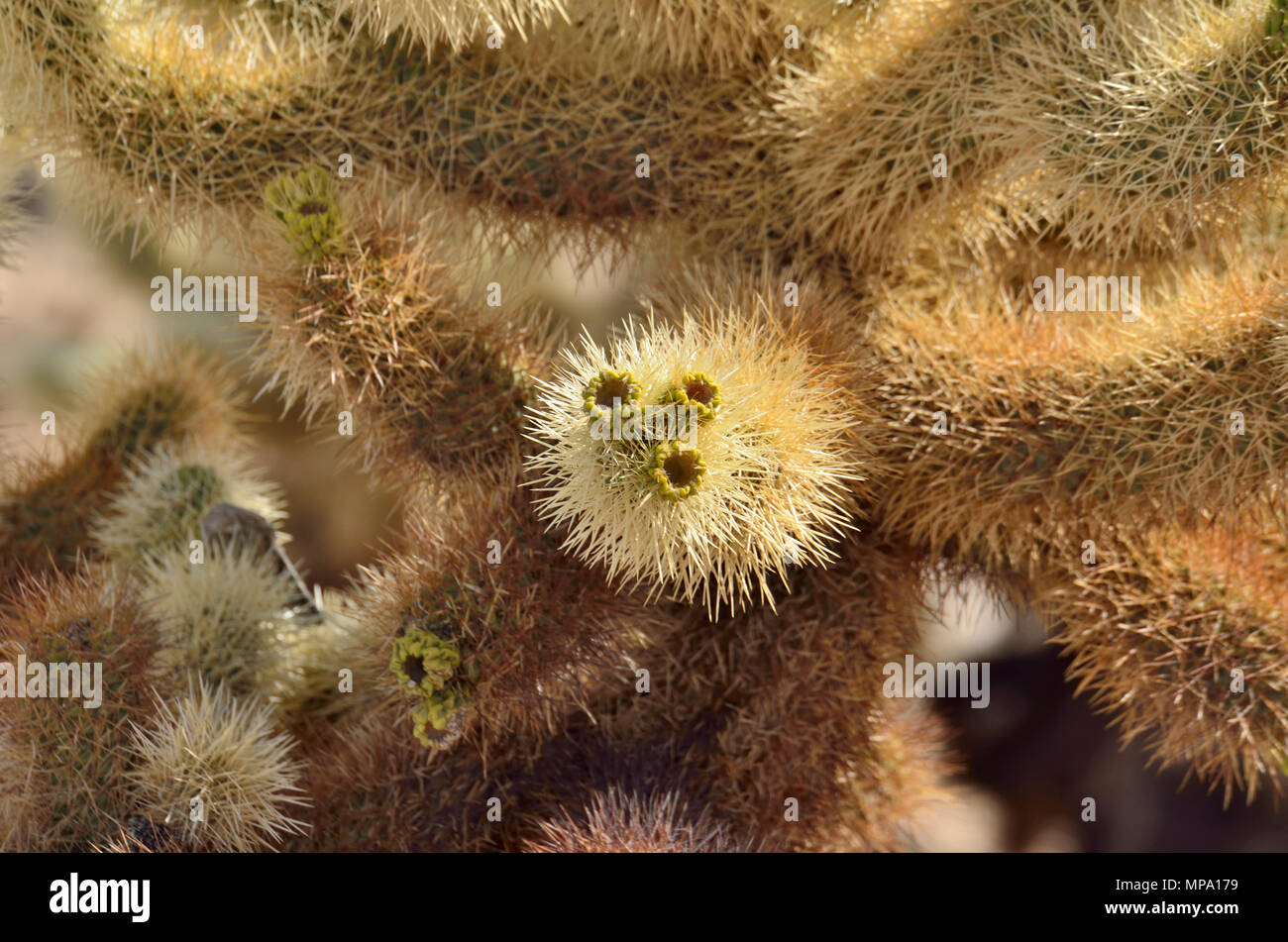 Teddybär chollas, Opuntia bigelovii, Cholla Cactus Garden, Joshua Tree National Park, CA 180315 73554 Stockfoto