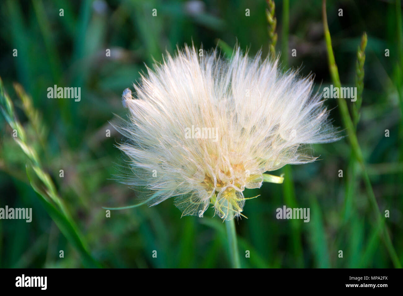 Löwenzahn Flaum. Löwenzahn ruhigen abstrakte Close up Kunst Hintergrund Stockfoto