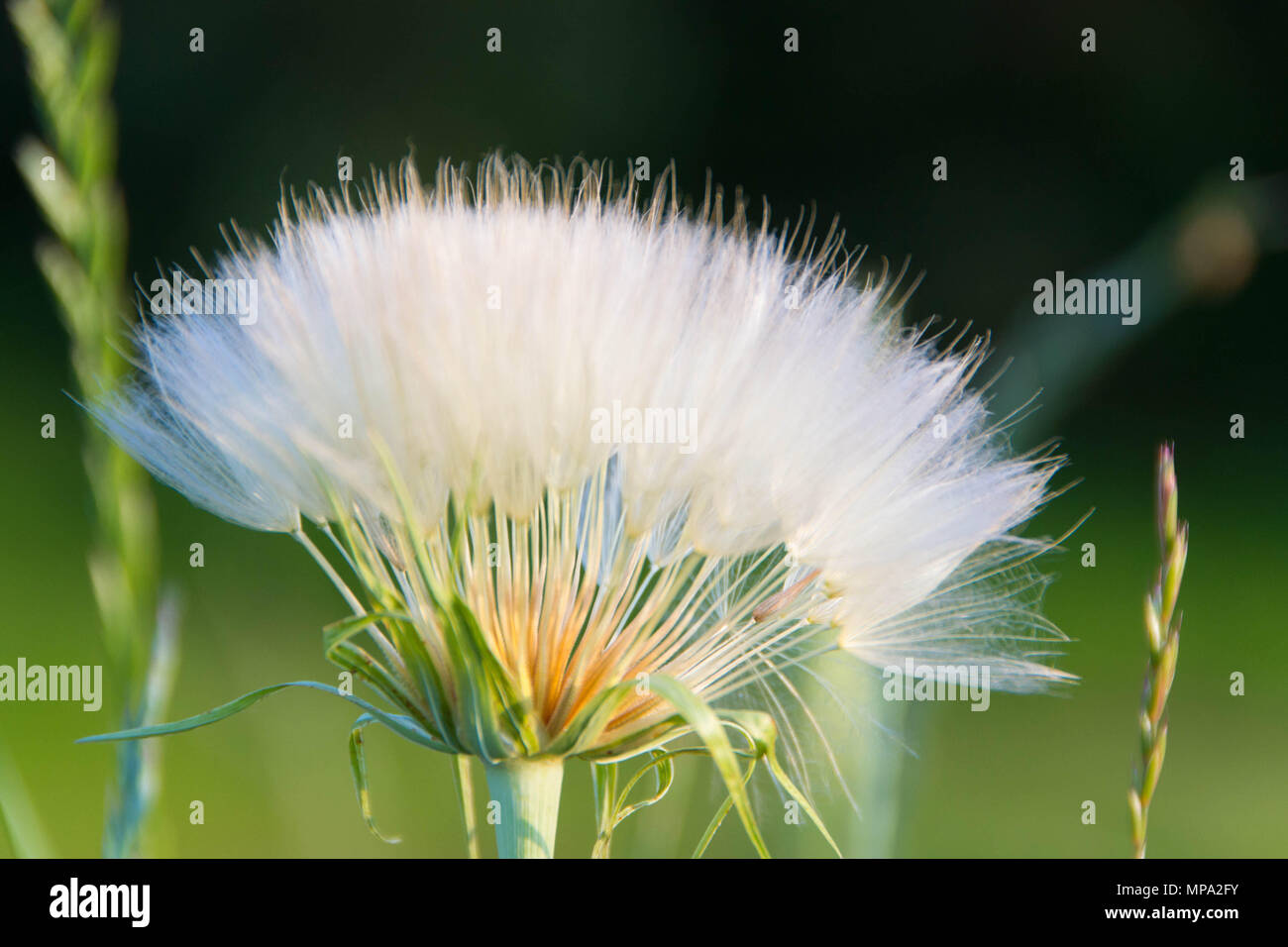 Löwenzahn Flaum. Löwenzahn ruhigen abstrakte Close up Kunst Hintergrund Stockfoto