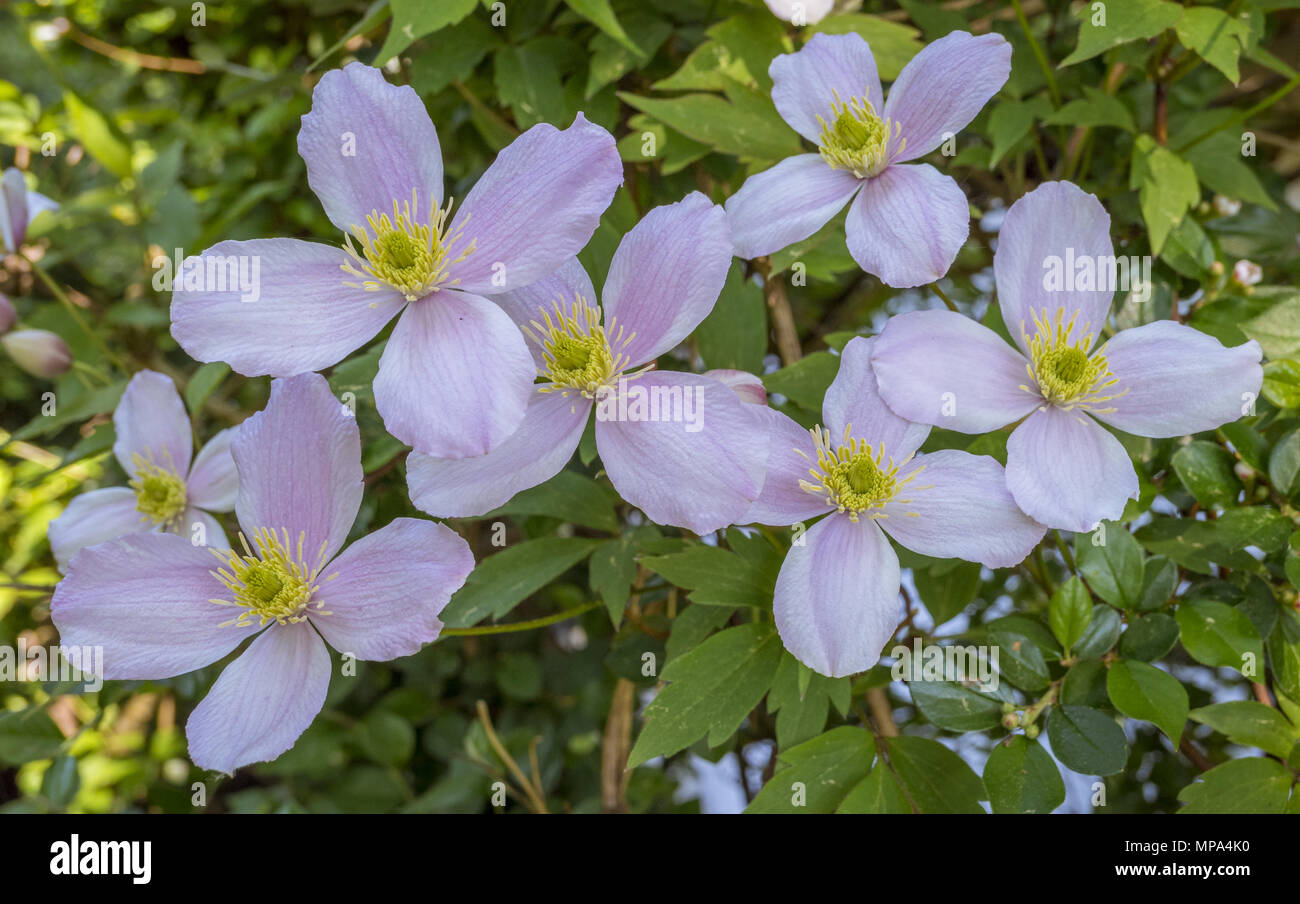 Pink anemone clematis clematis montana Fotos und Bildmaterial in