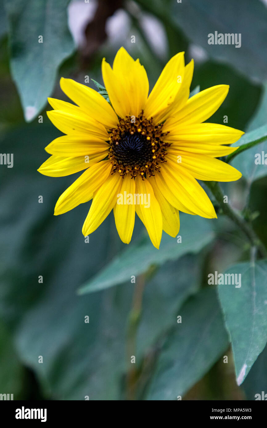 Sonnenblume im Frühjahr. Juni 2017 - Los Angeles, Kalifornien USA Stockfoto