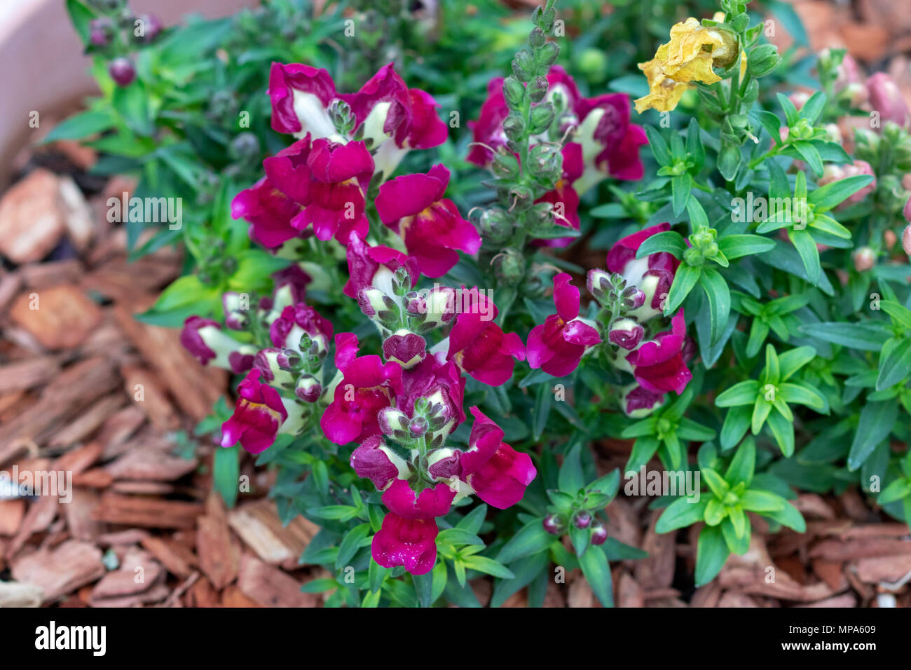 Ein Foto von roten Snapdragon Blumen. Stockfoto