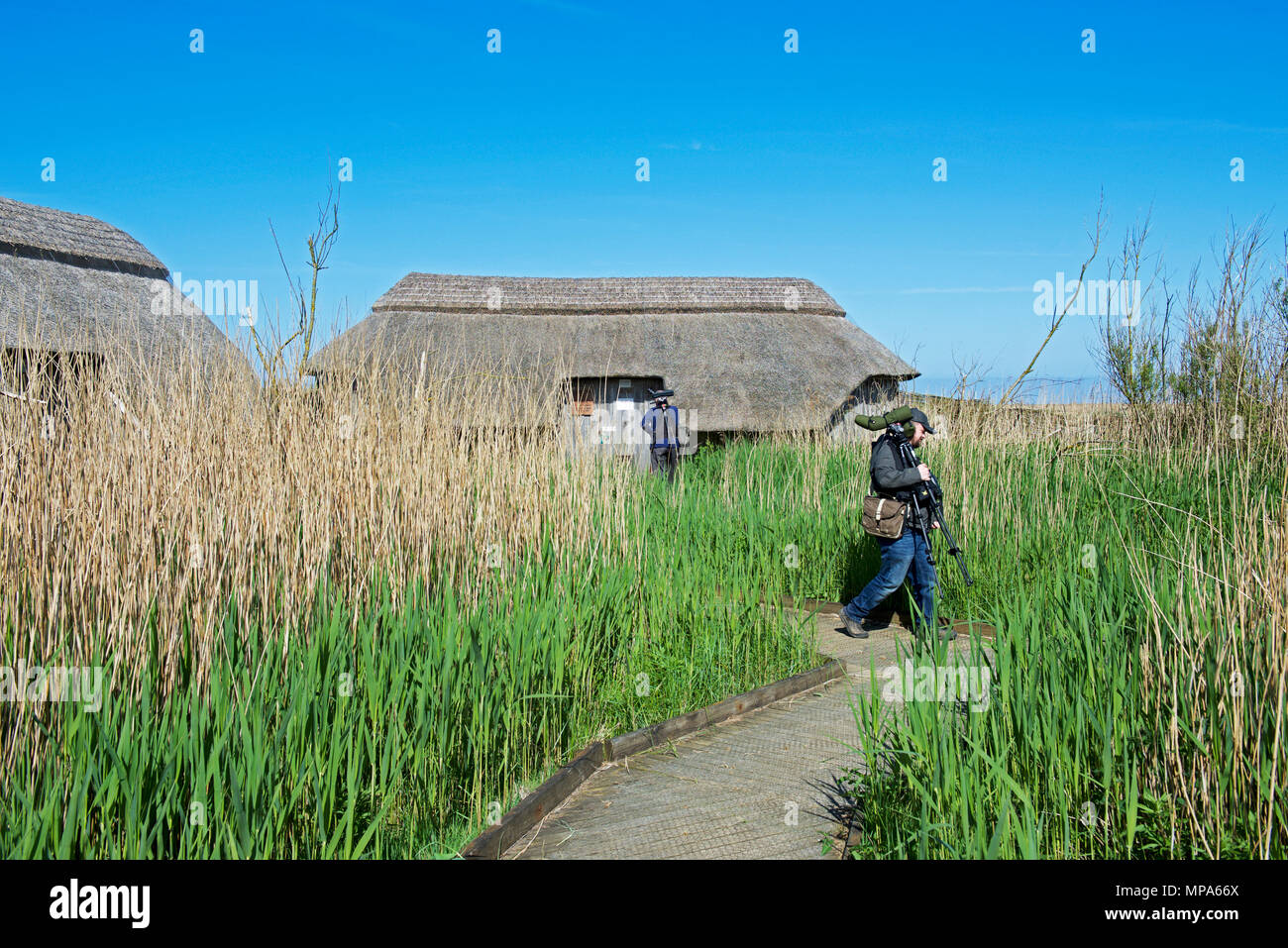 Cley Sümpfe, ein RSPB Nature Reserve, Norfolk, England Großbritannien Stockfoto