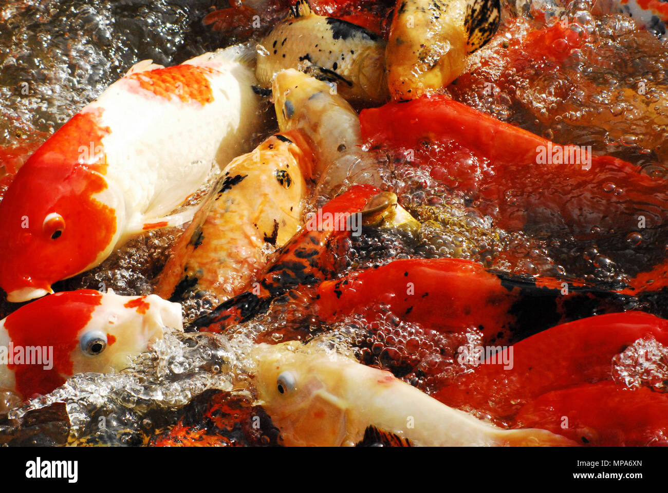 Erstaunlich bunten Koi Karpfen in einem Feeding Frenzy auf der karibischen Insel Guadeloupe. Stockfoto